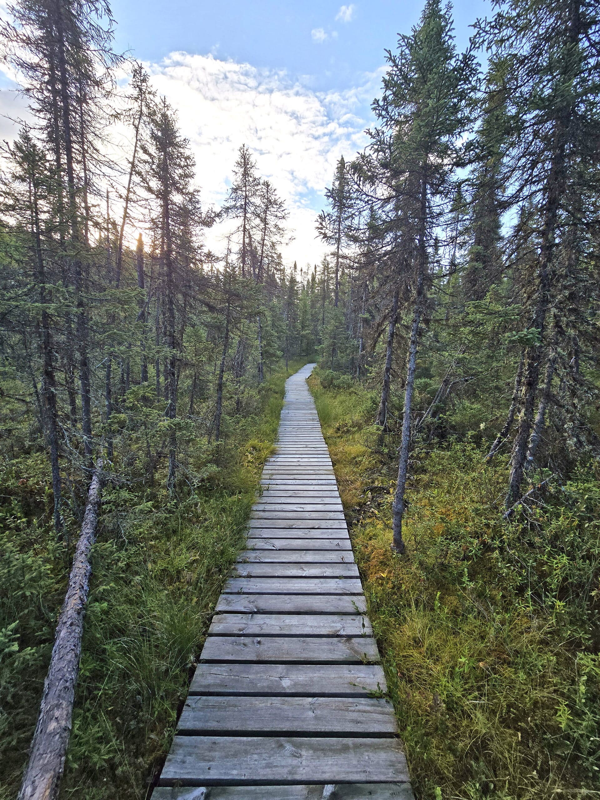 A boardwalk going through a spruce bog at Esker Lakes Provincial Park.