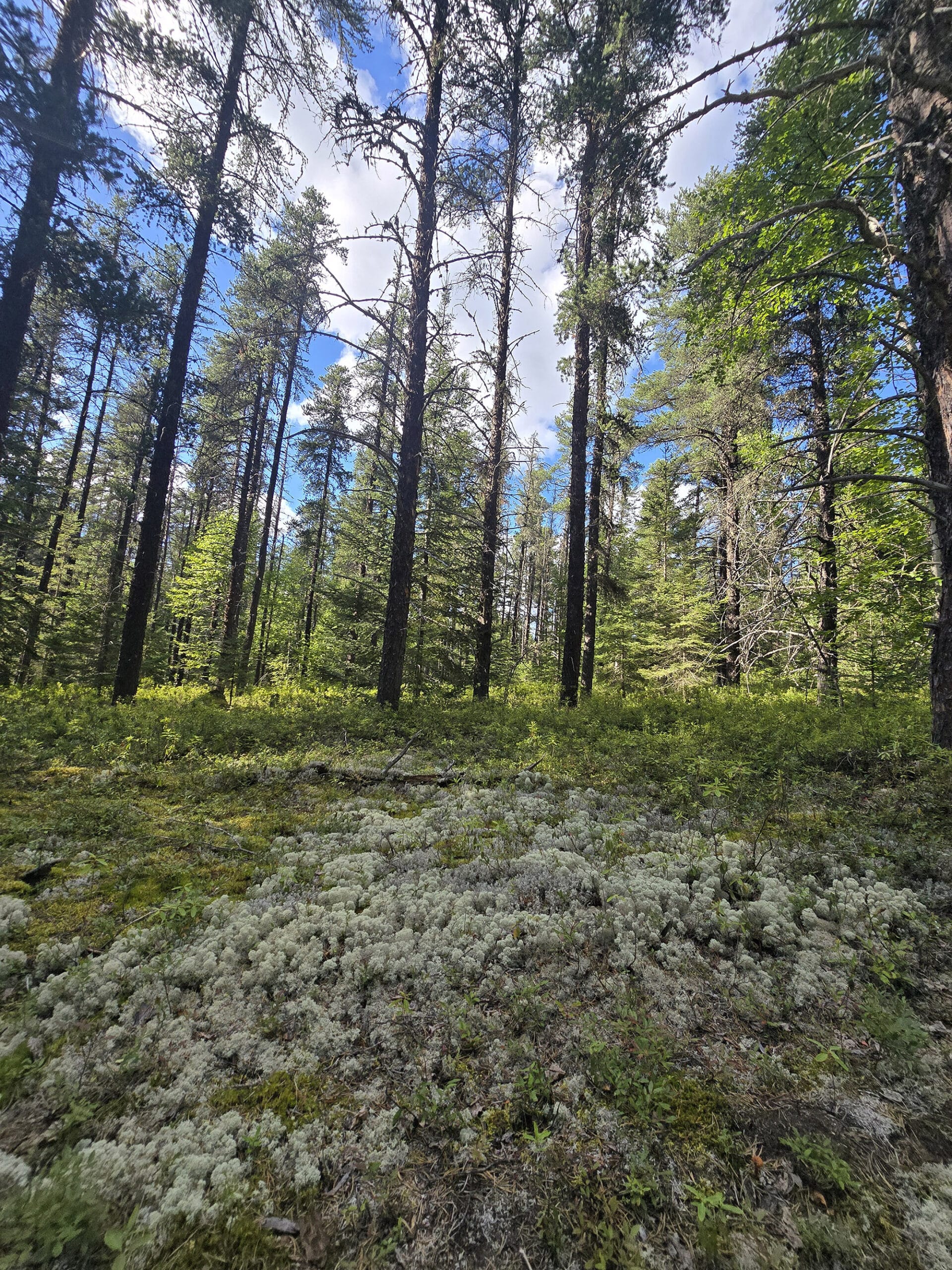 A boreal forest in Esker Lakes Provincial Park.
