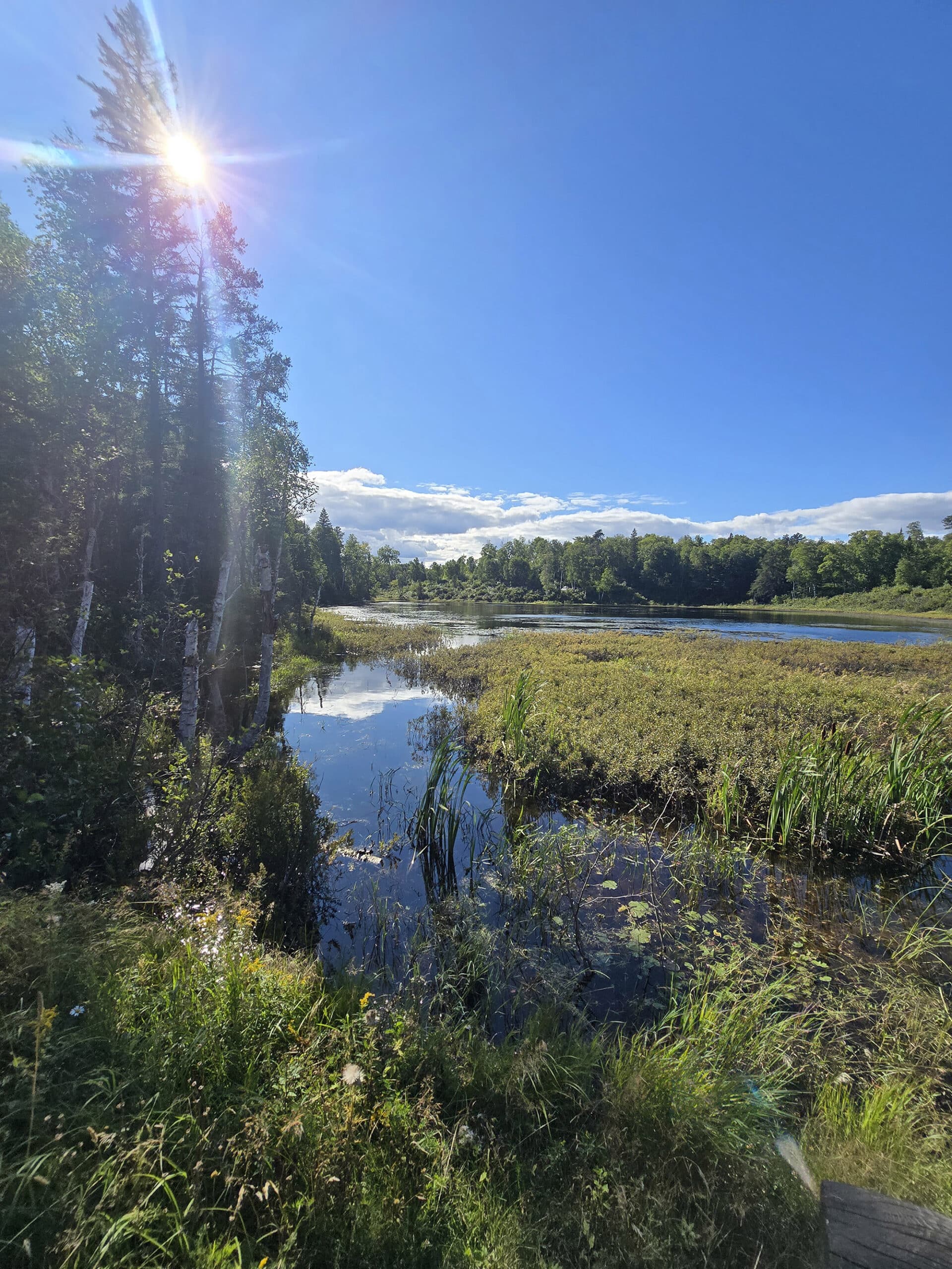 A marshy lake at Esker Lakes Provincial Park.