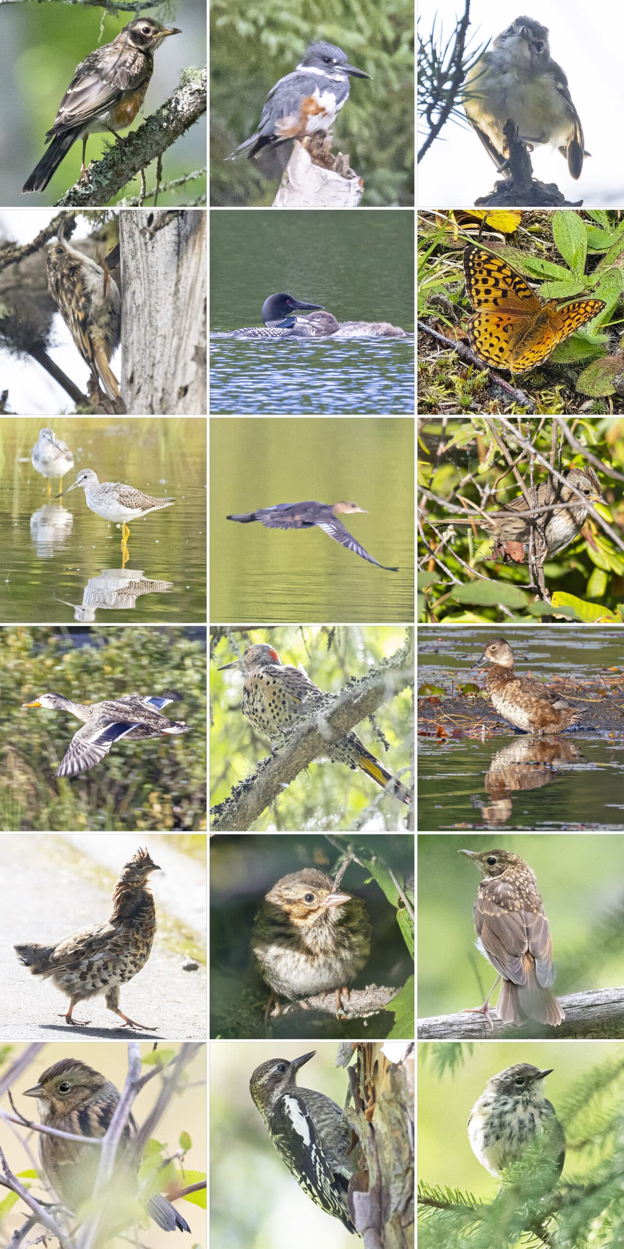 15 part image showing the various birds listed in the caption.