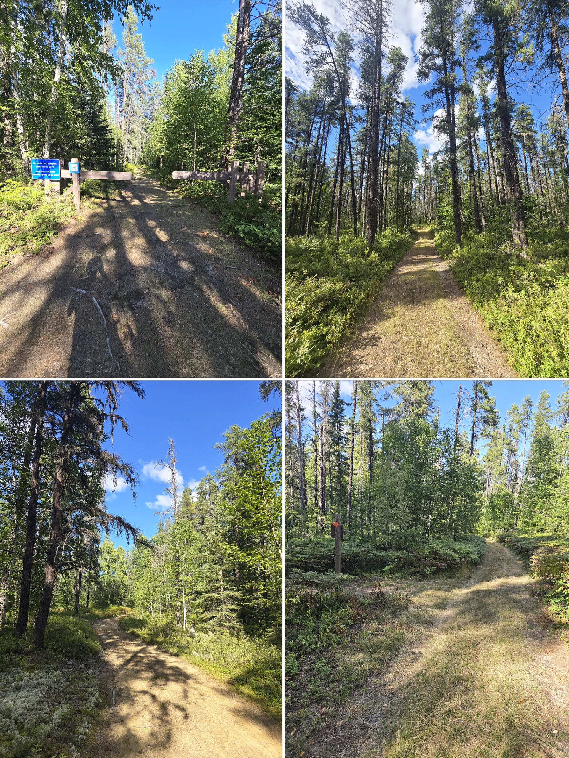 4 part image showing various views along the Dog Walking Trail at Esker Lakes Provincial Park.
