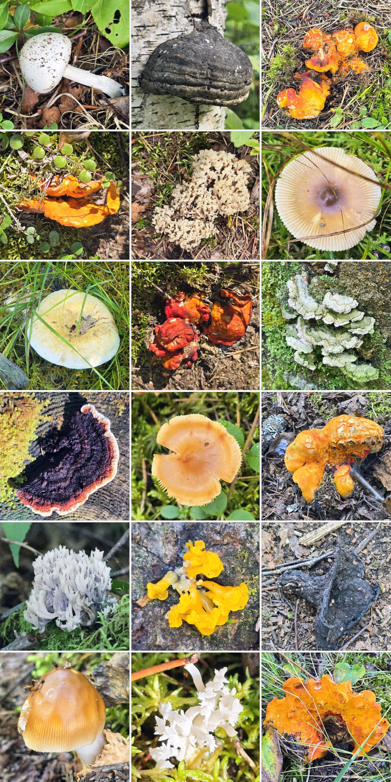 15 part image showing various types of fungi.