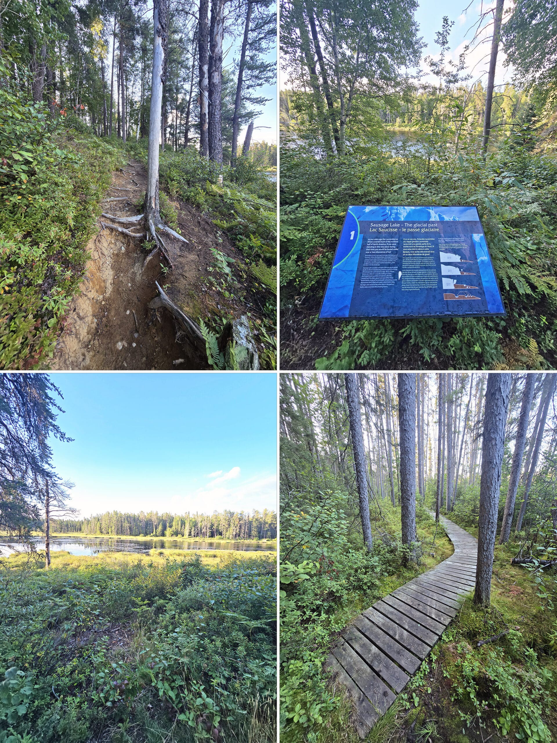 4 part image showing various views along the Lonesome Bog Trail at Esker Lakes Provincial Park.