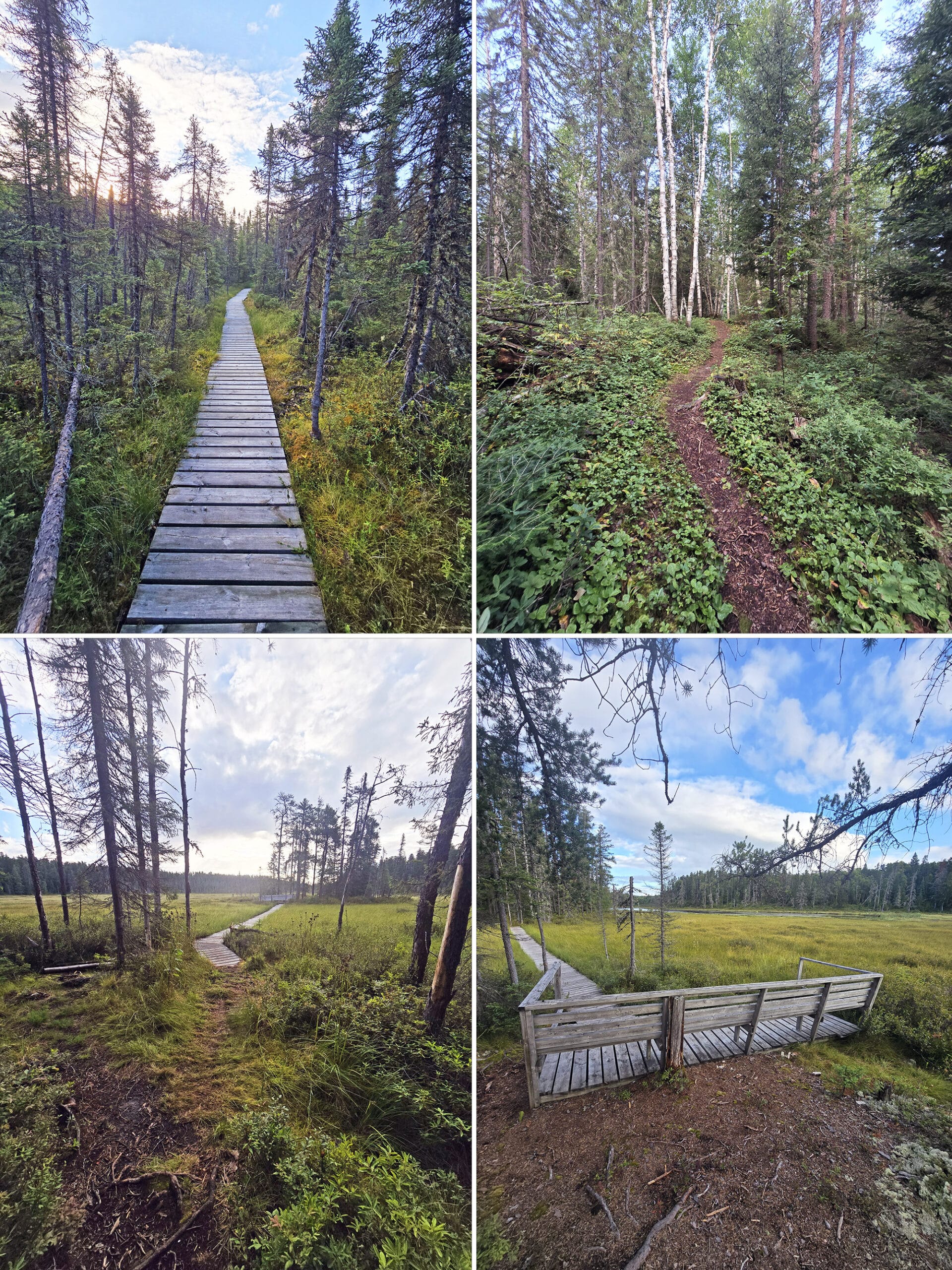 4 part image showing various views along the Lonesome Bog Trail at Esker Lakes Provincial Park.