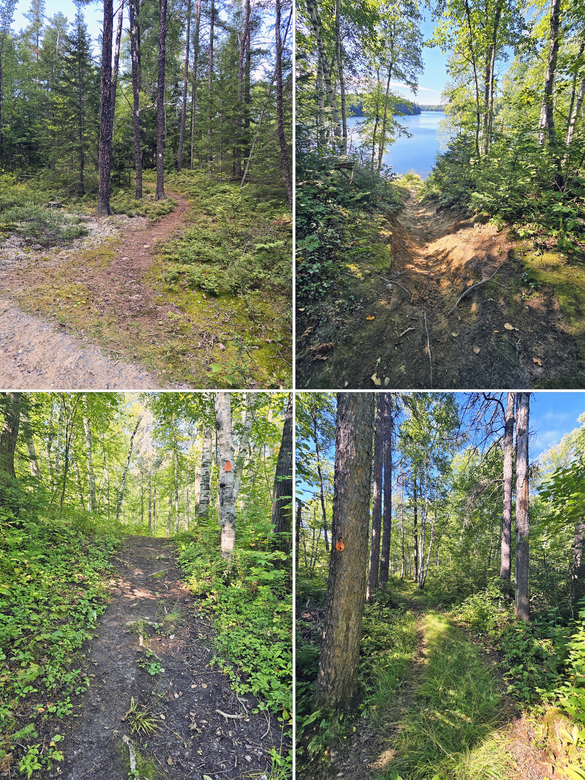 4 part image showing various views along the Trappers Trail at Esker Lakes Provincial Park.