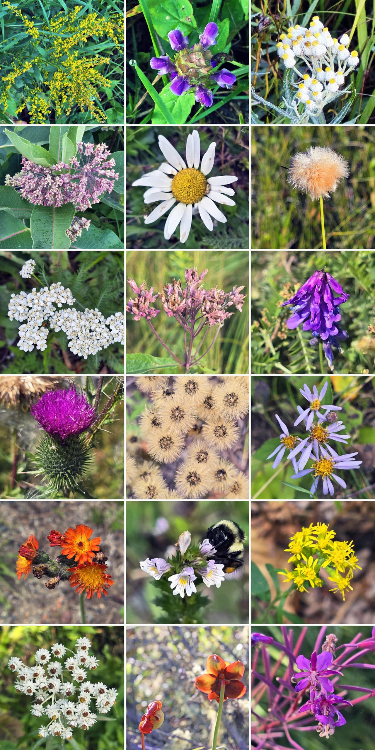 15 part image showing various wildflowers.