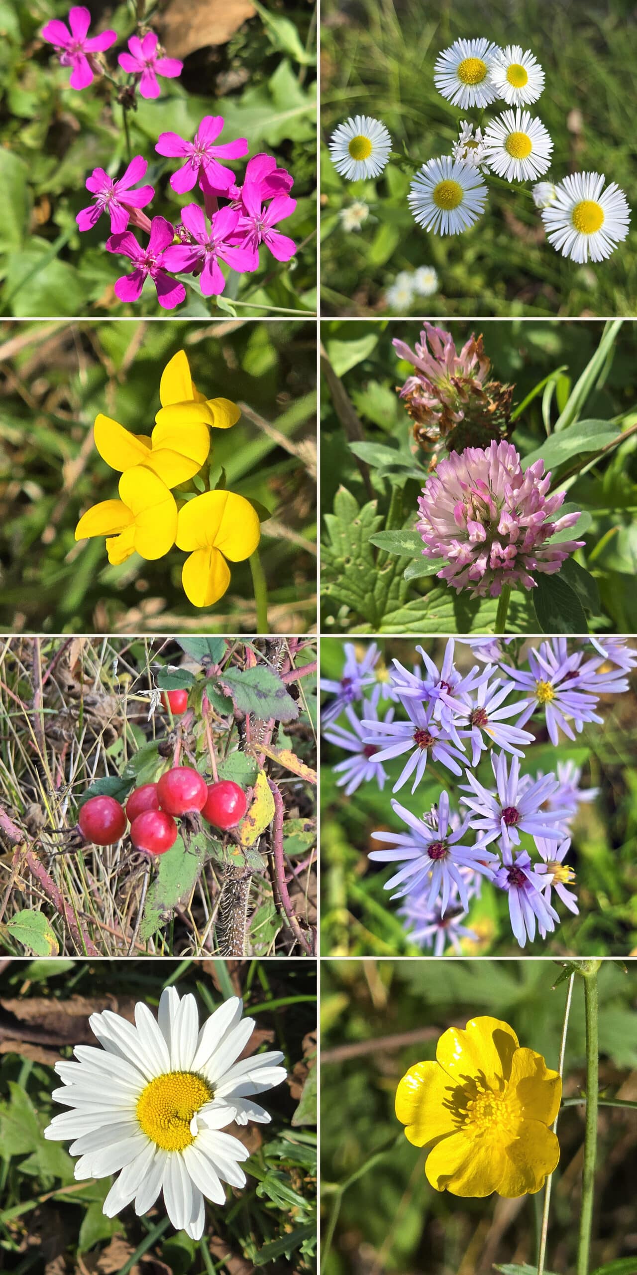 8 part image showing various wildflowers.