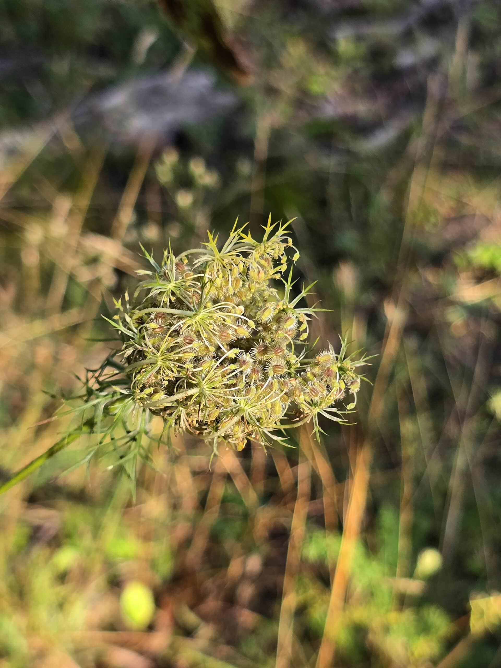 A funky looking boreal plant with spikey green flower heads.