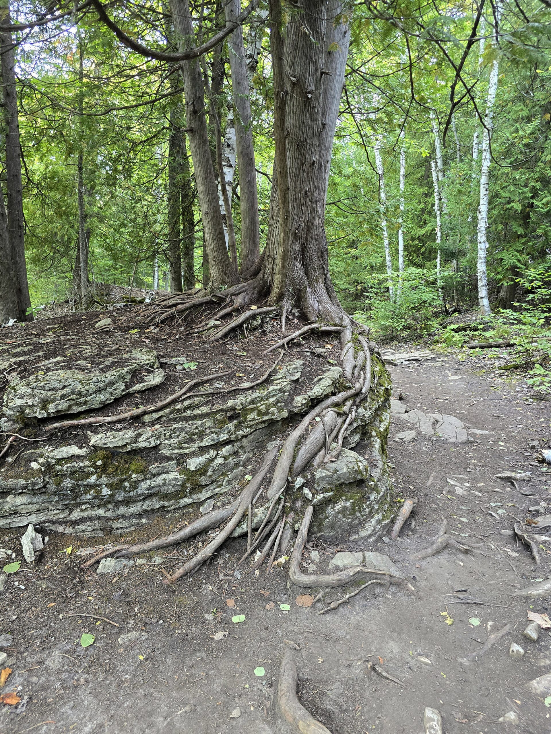 A tree with exposed knotted roots on top of the ground.