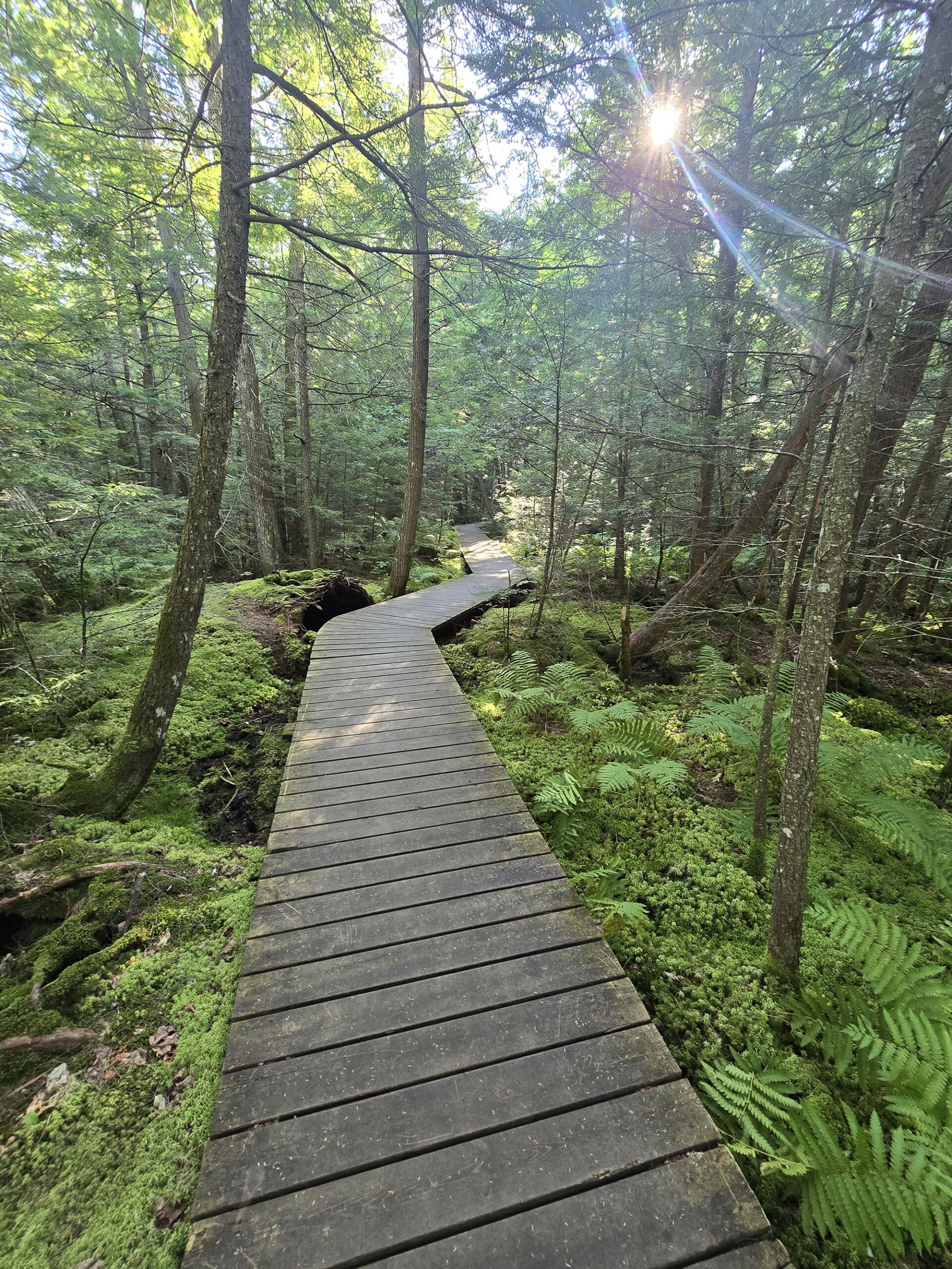 A boardwalk through a forest at Restoule Provincial Park.