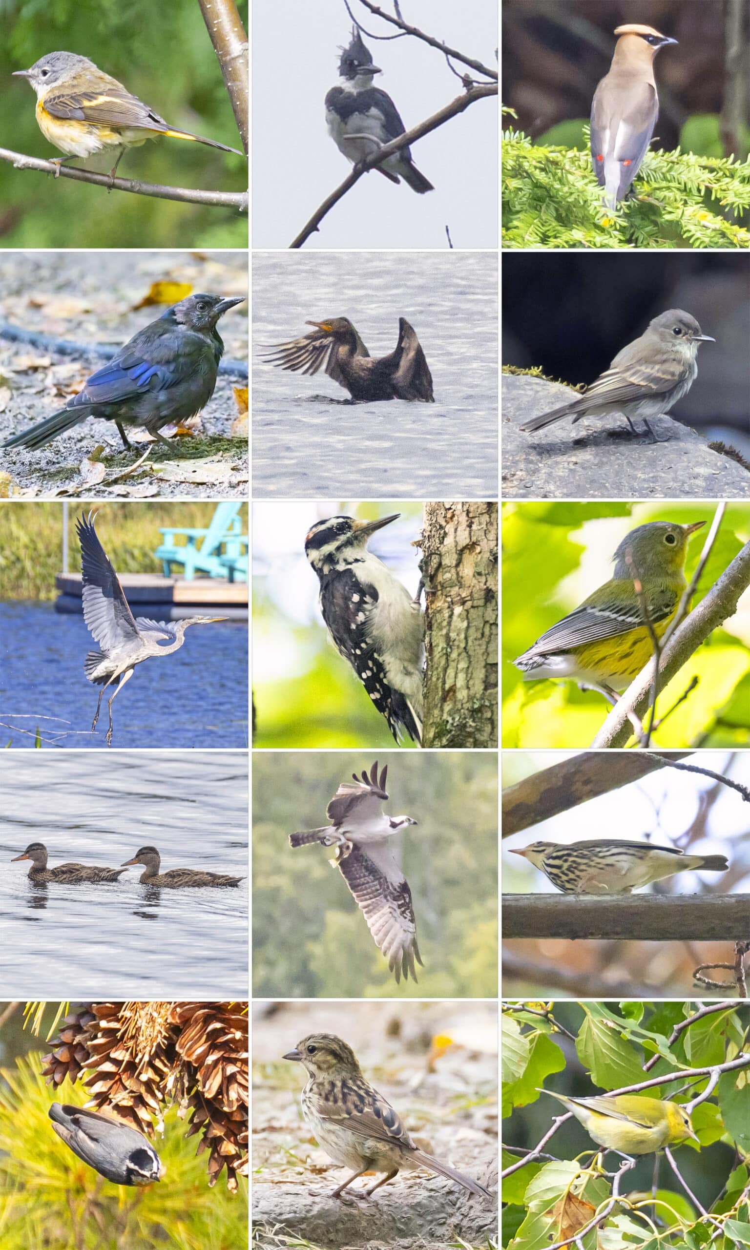 15 part image showing the bird listed in the caption.