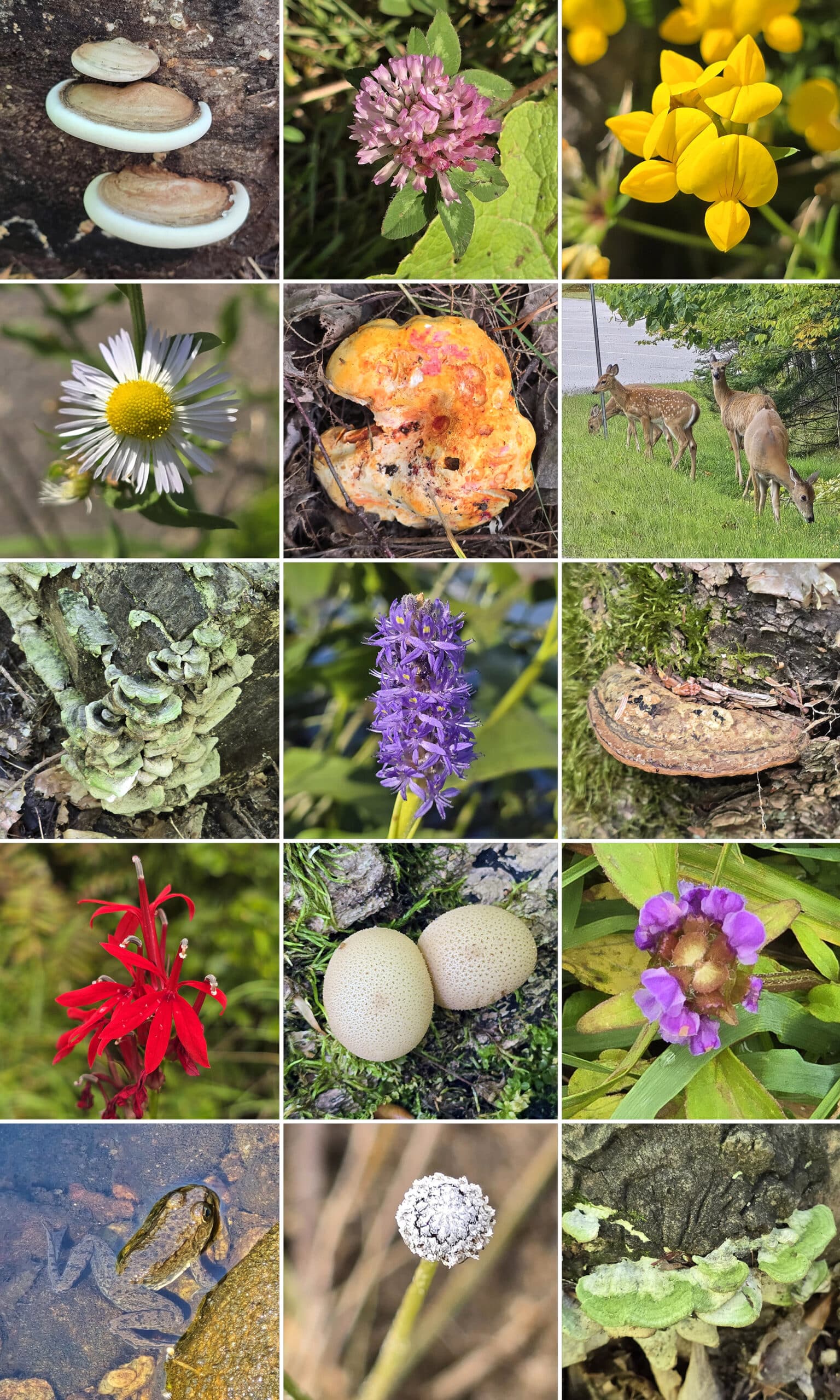 15 part image showing various wildflowers, fungi, deer, and a toad.