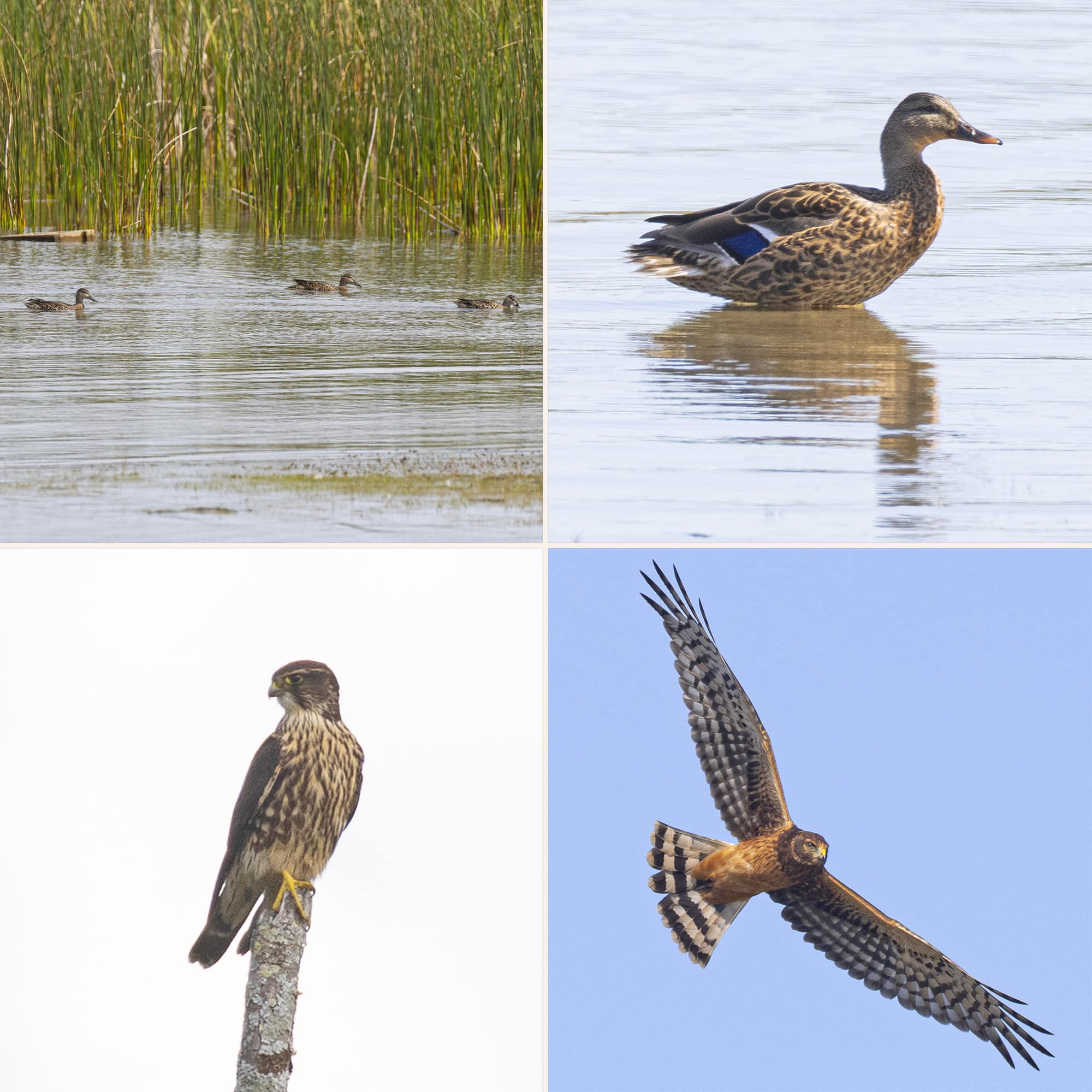 2 part image showing the ducks and birds listed in the caption.