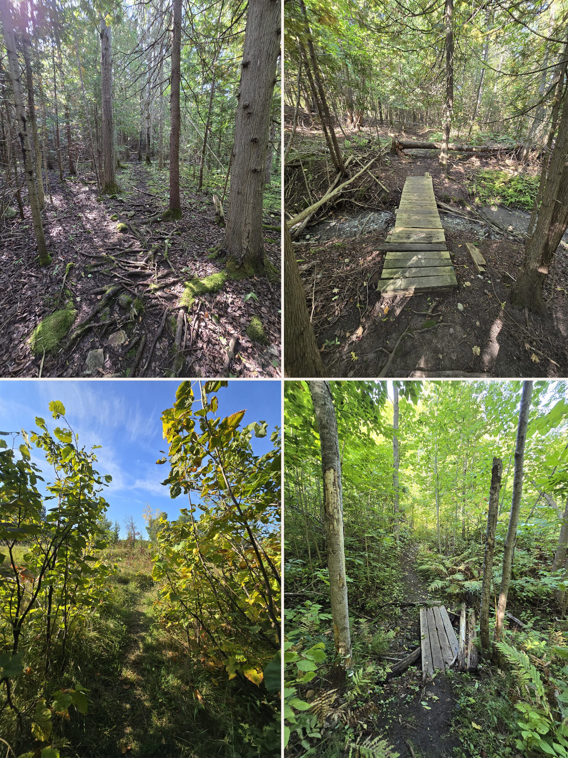 4 part image showing various views of the hiking trail at Batman’s Cottages and Campground on Manitoulin Island.