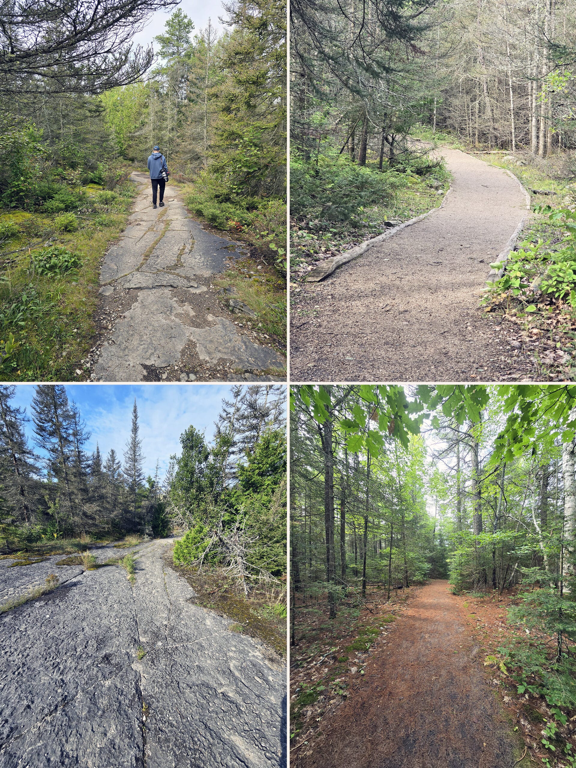 4 part image showing various views along the Coastal Alvar Trail at Misery Bay Provincial Park.