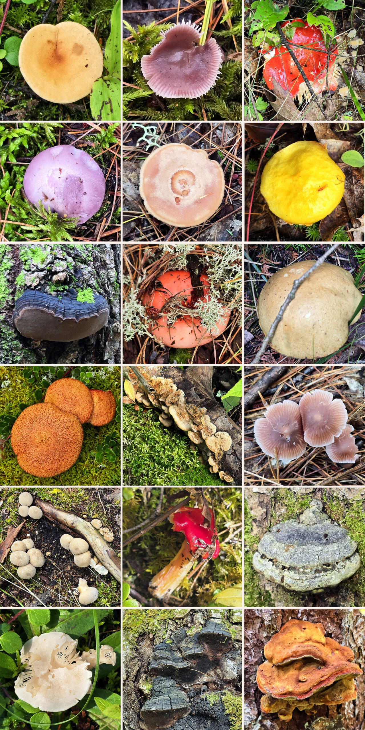 18 part image showing a colourful set of fungi from Misery Bay Provincial Park.