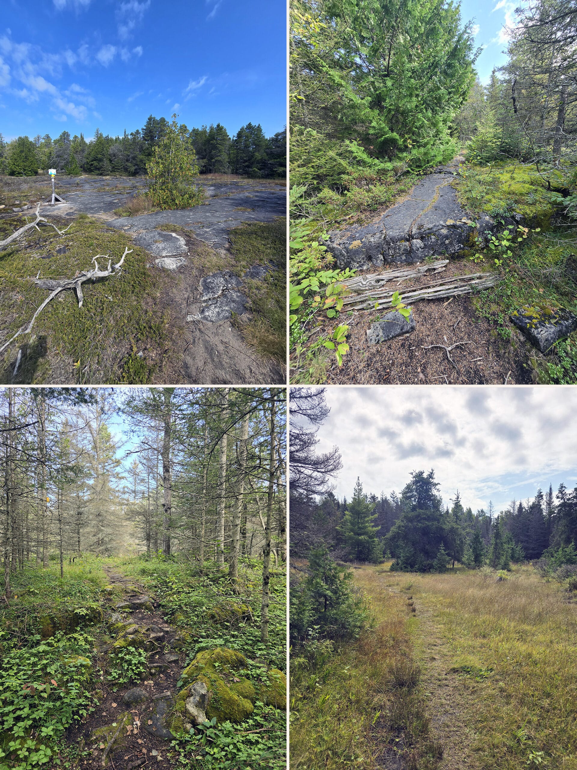 4 part image showing various views along the Inland Alvar Trail at Misery Bay Provincial Park.