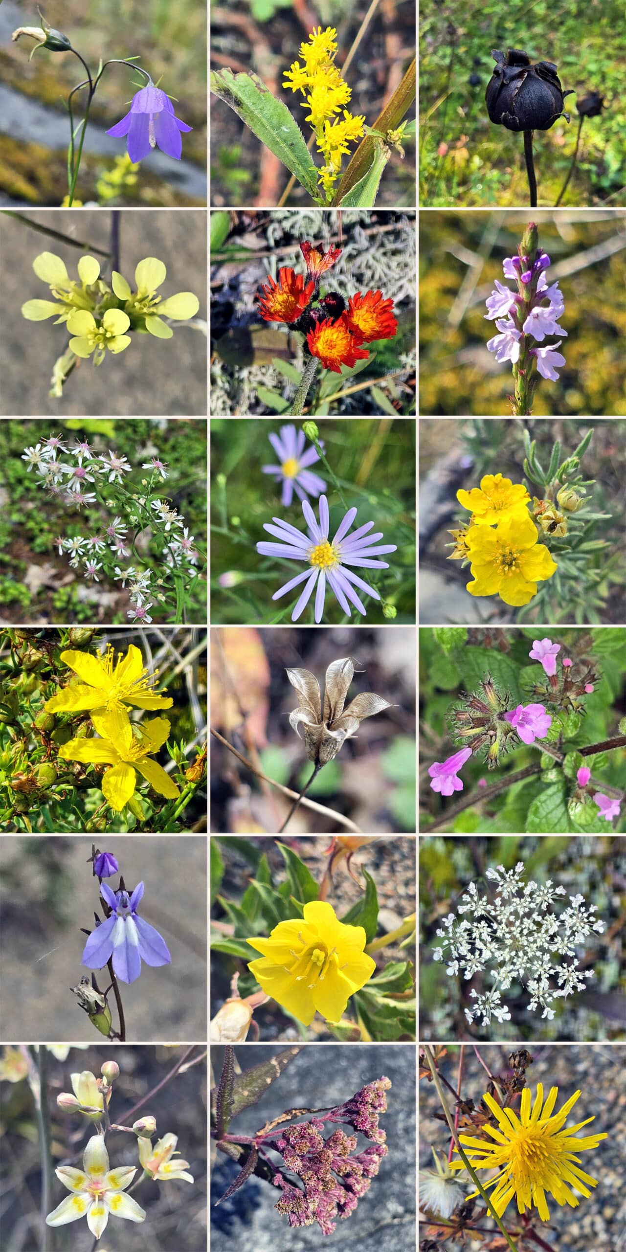 18 part image showing various wildflowers.