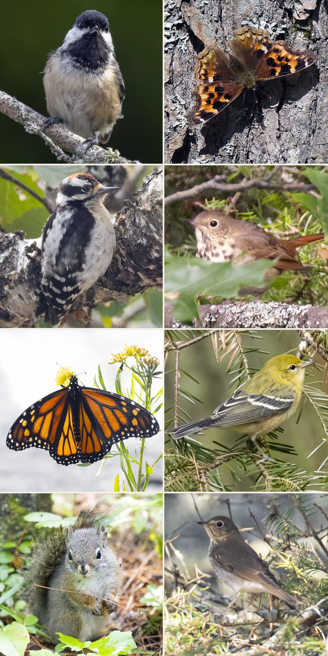 8 part image showing the various birds and butterflies listed in the caption.