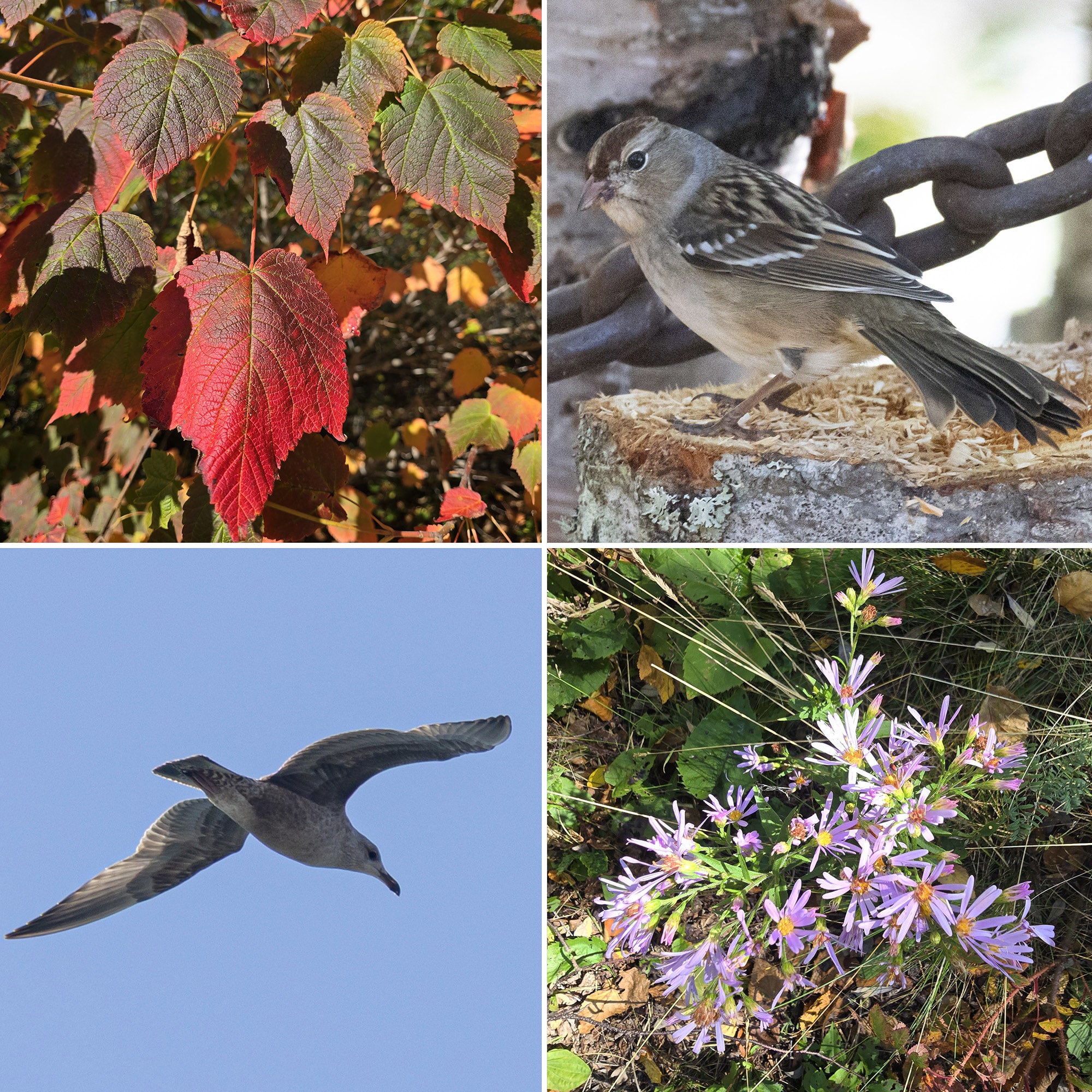 4 part image showing fall leaves, wildflowers, and birds.
