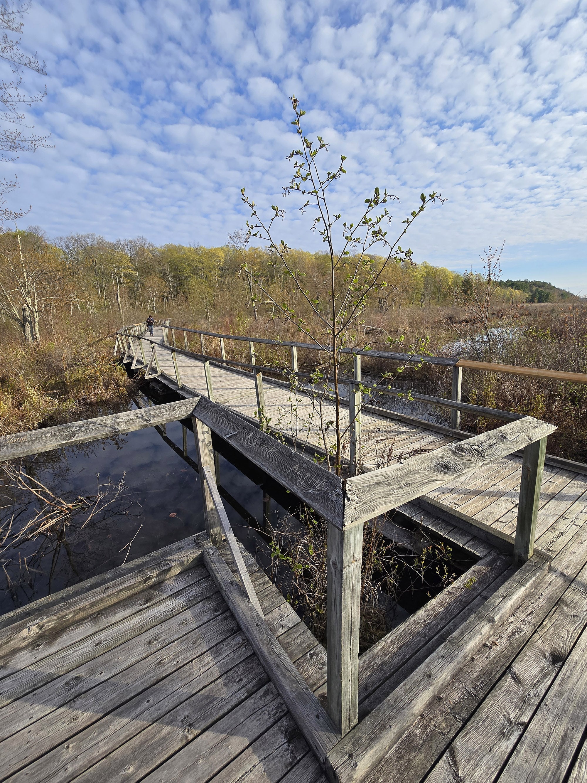 A boardwalk over marsh.