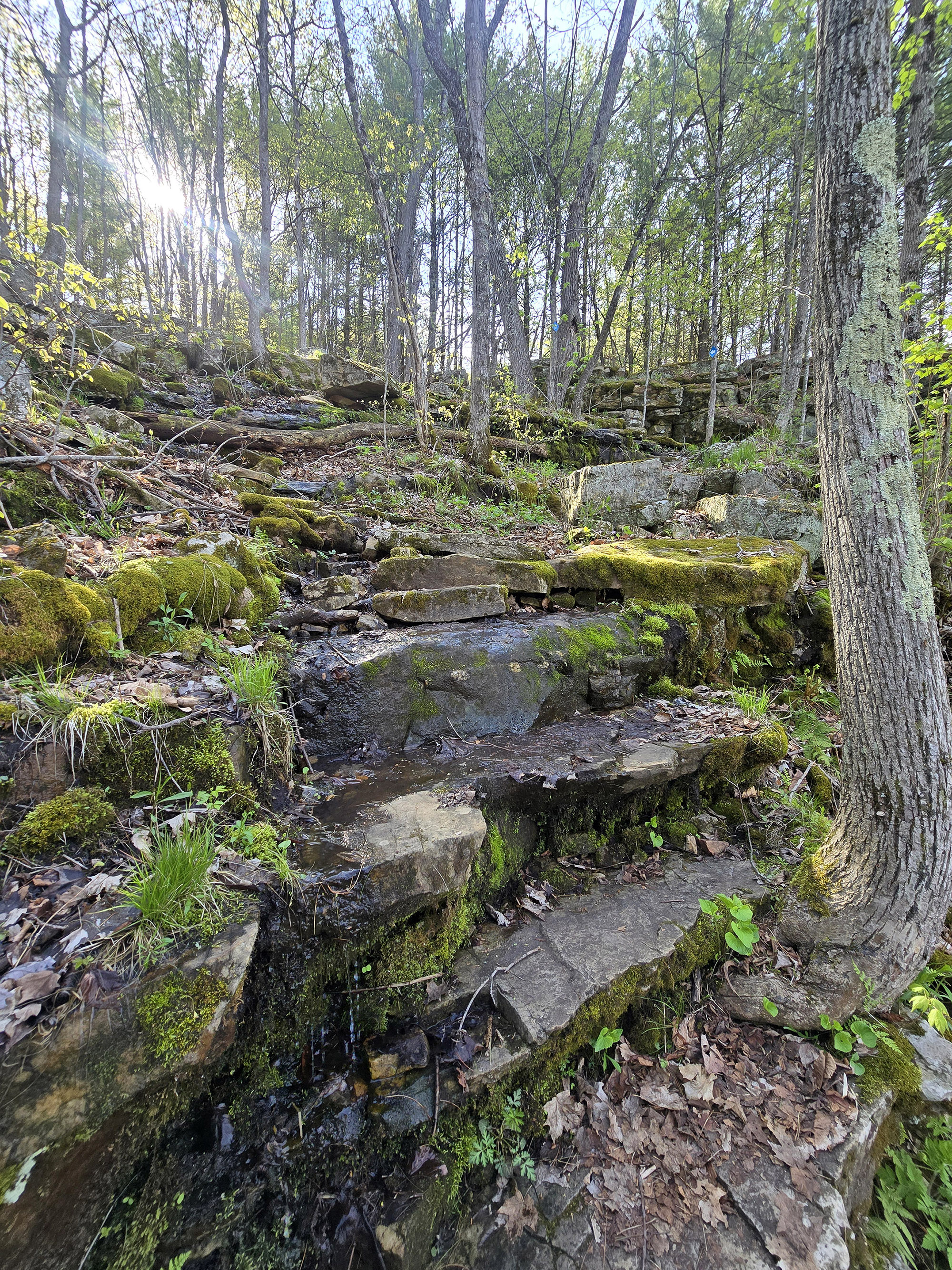 Rocky, moss covered steps in the woods.
