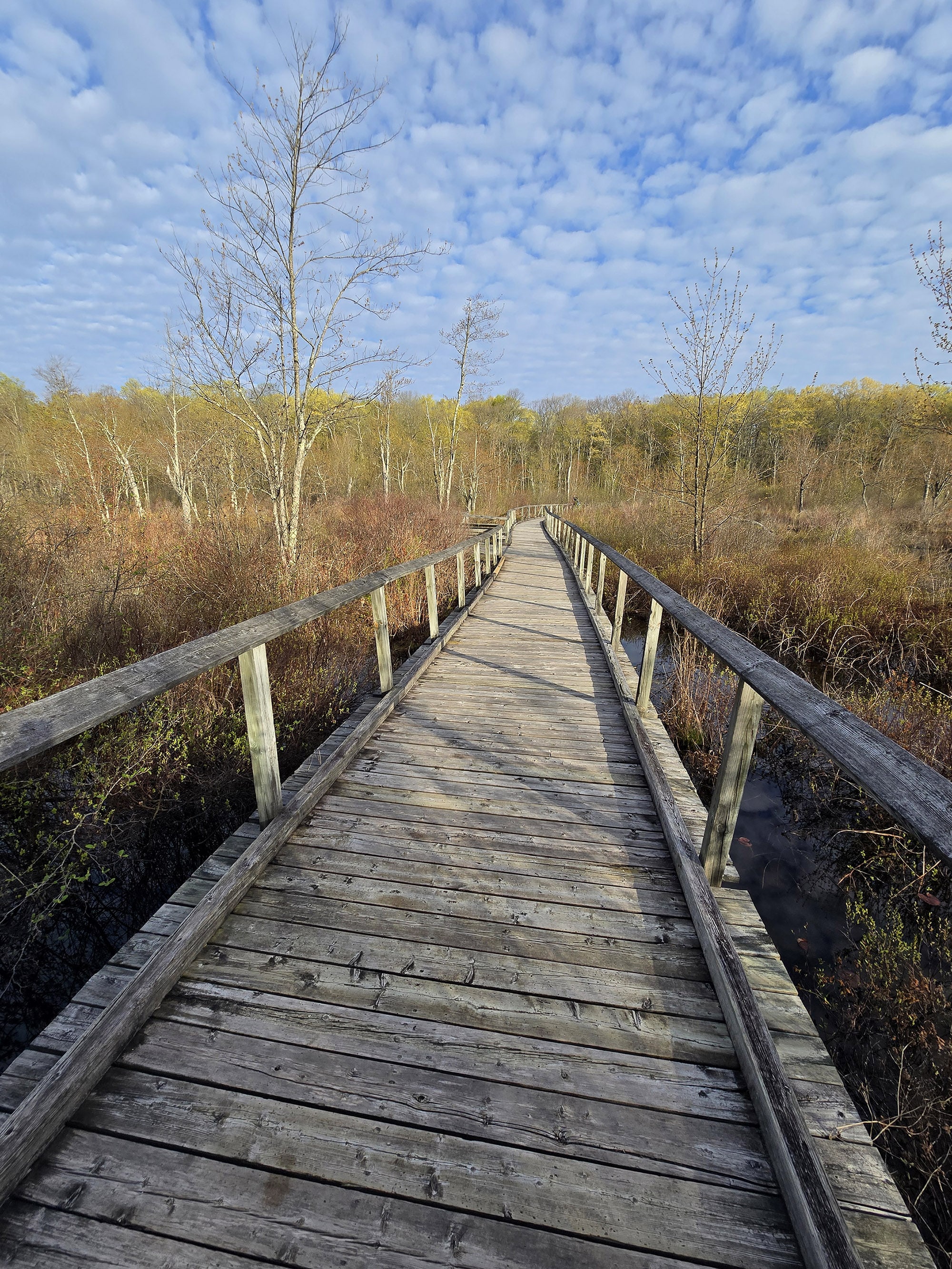A boardwalk over marsh.