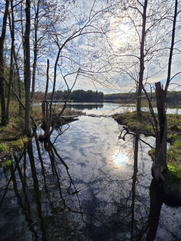 A view out over a stream and charleston lake, with the rising sun in the background.