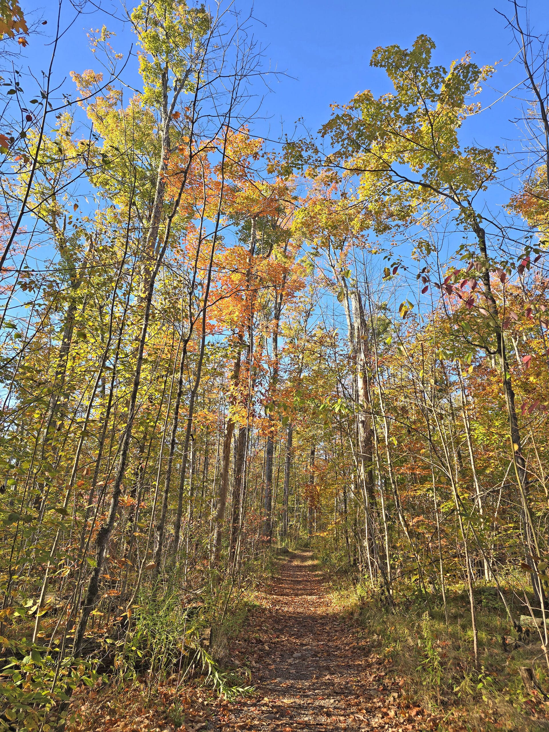 A stand of brightly coloured fall leaves at Mark S Burnham Provincial Park.