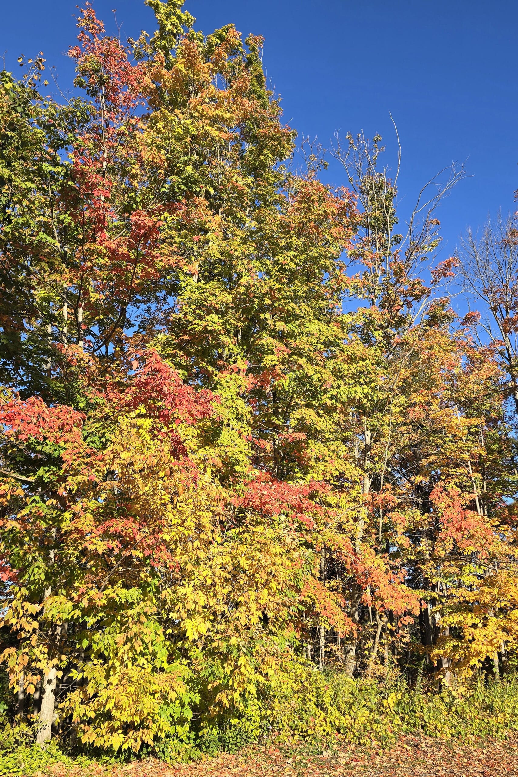 Brightly coloured trees in the fall.