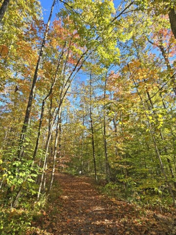 A trail though the forest at Mark S Burnham Provincial Park.