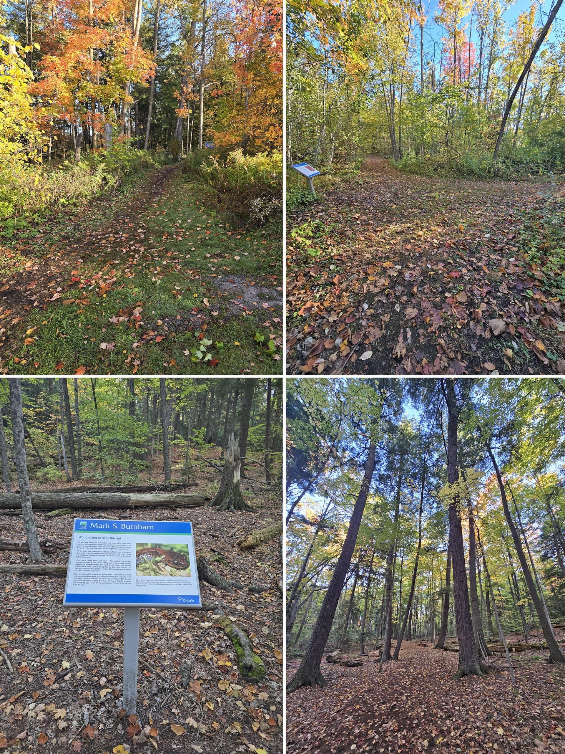 4 part image showing various views along the hiking trail at Mark S Burnham Provincial Park.