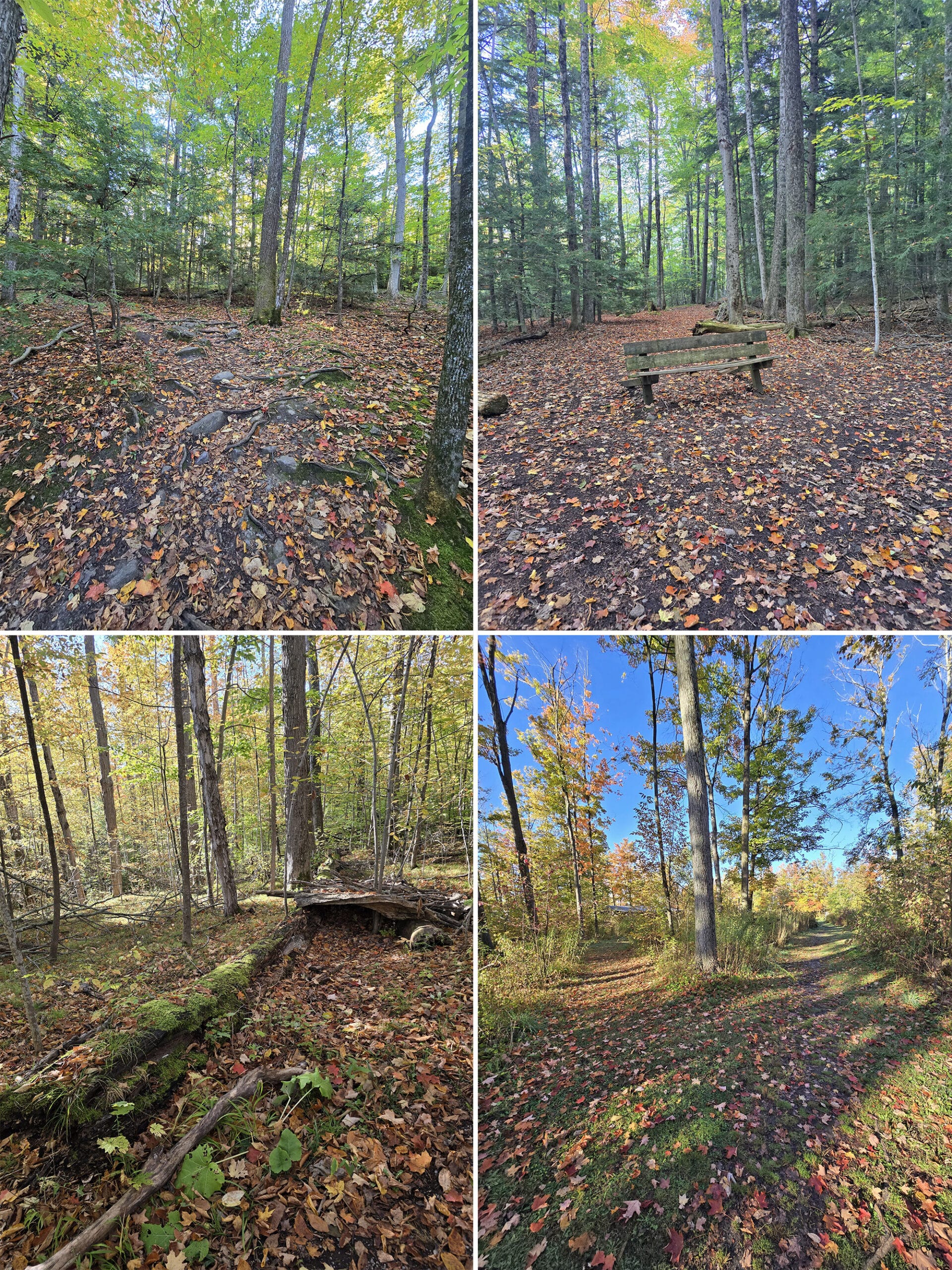 4 part image showing various views along the hiking trail at Mark S Burnham Provincial Park.