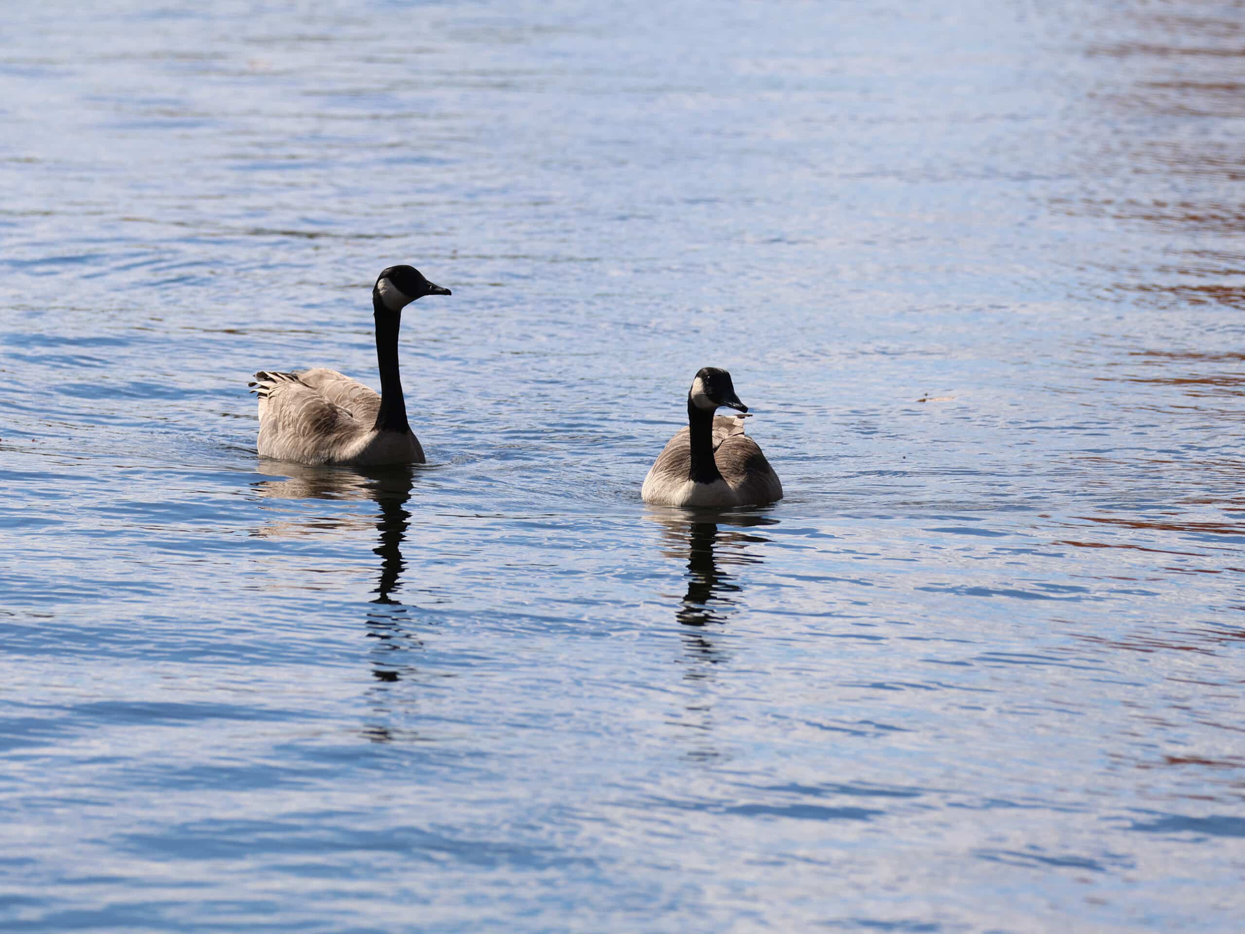 2 Canada geese on the trent severn waterway.