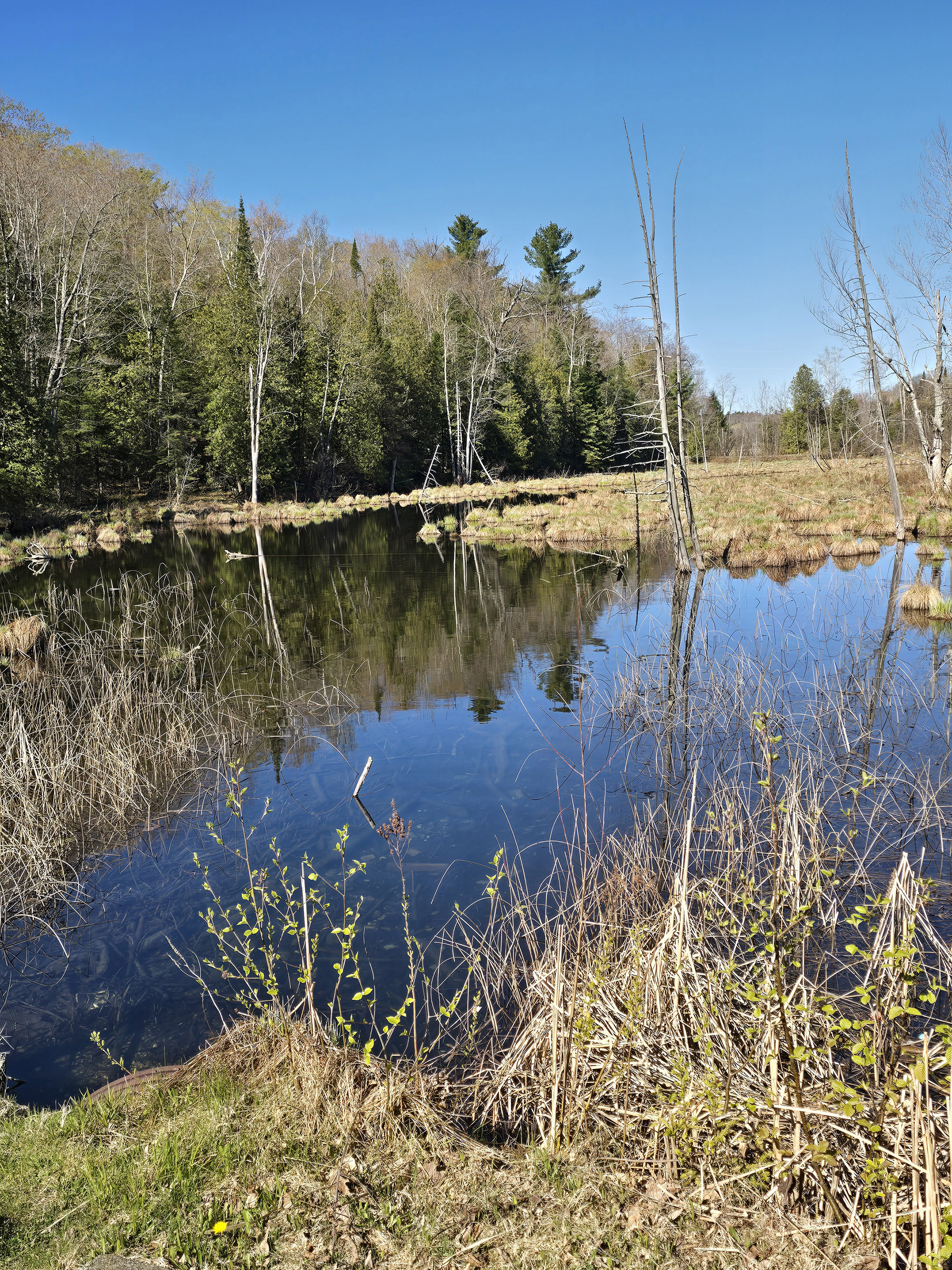 A view over Black Lake, from Sharbot Lake Provincial Park.