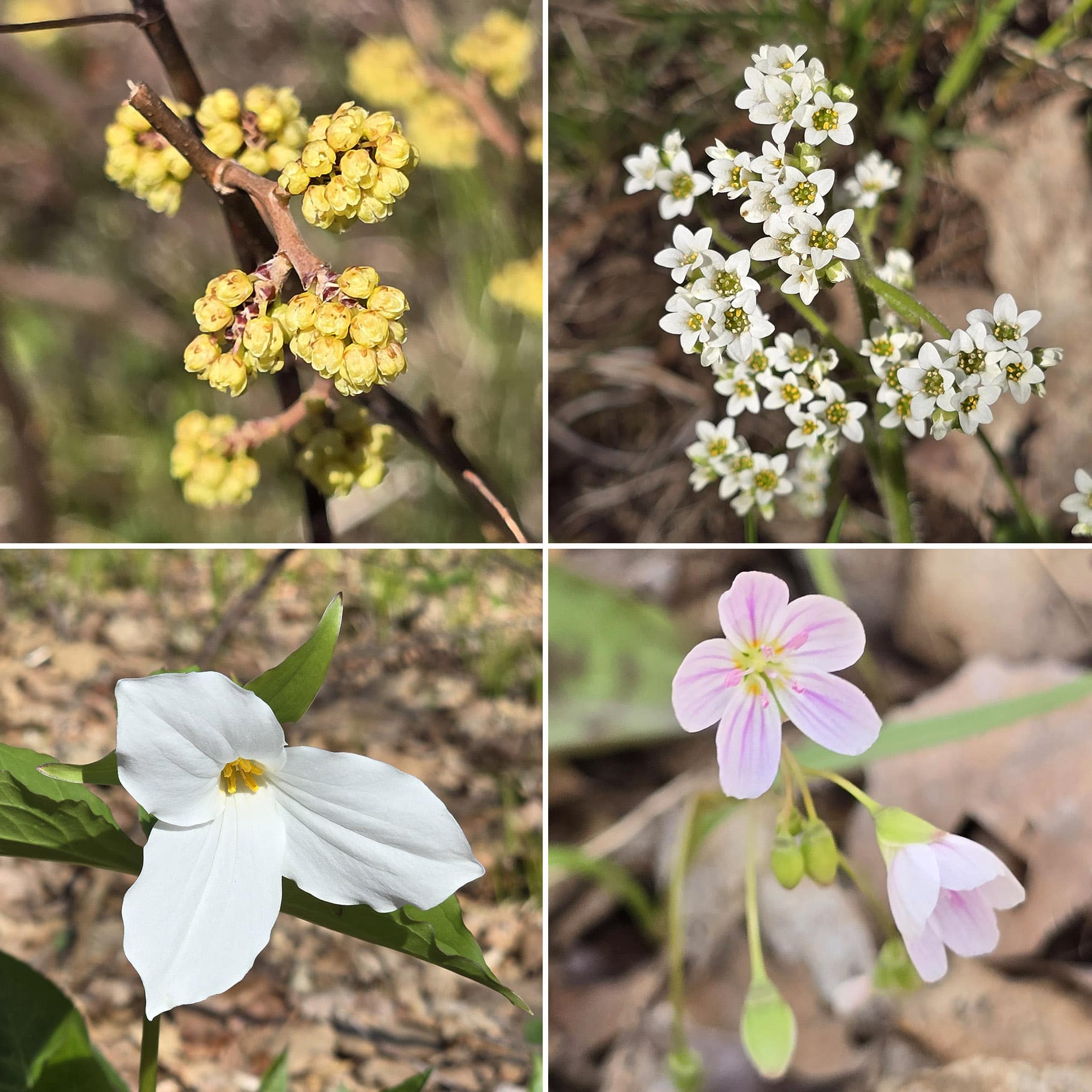 4 part image showing various wild flowers.
