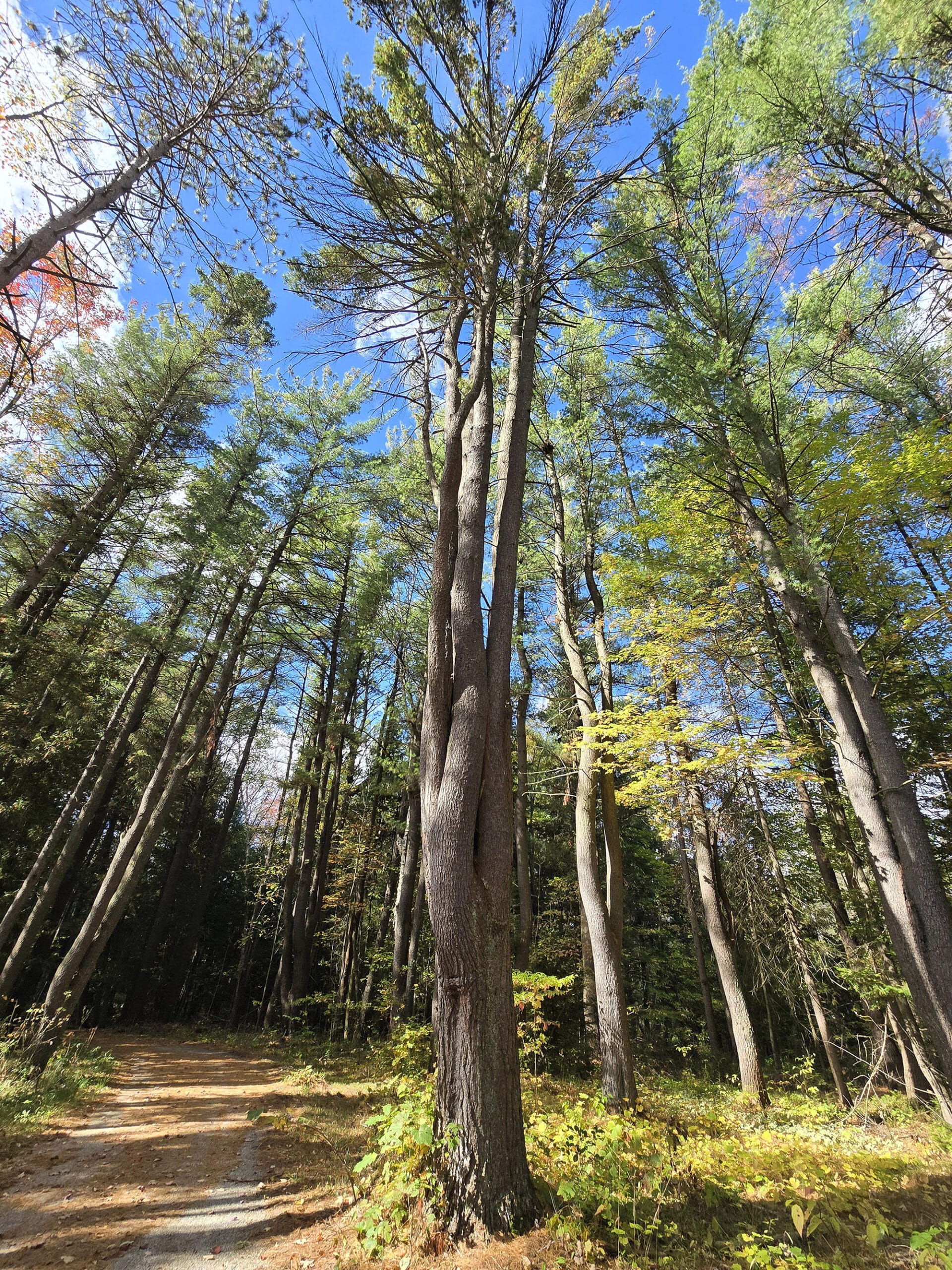 A tall, twisted tree.