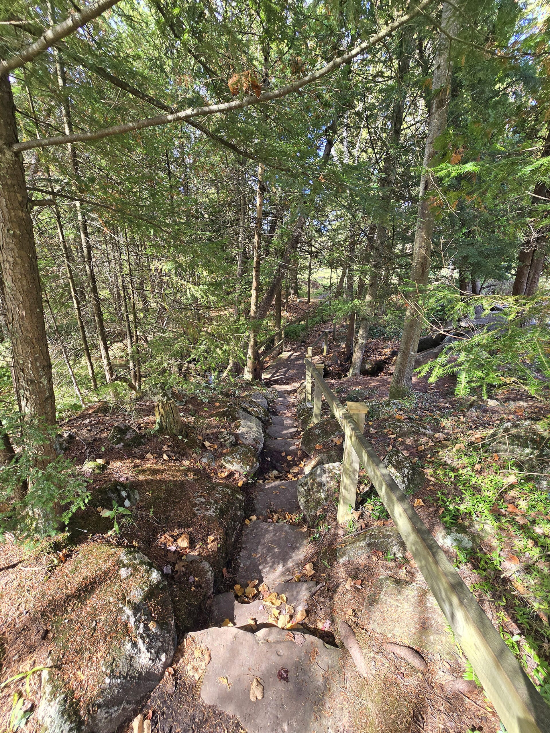 A rocky staircase through the woods.