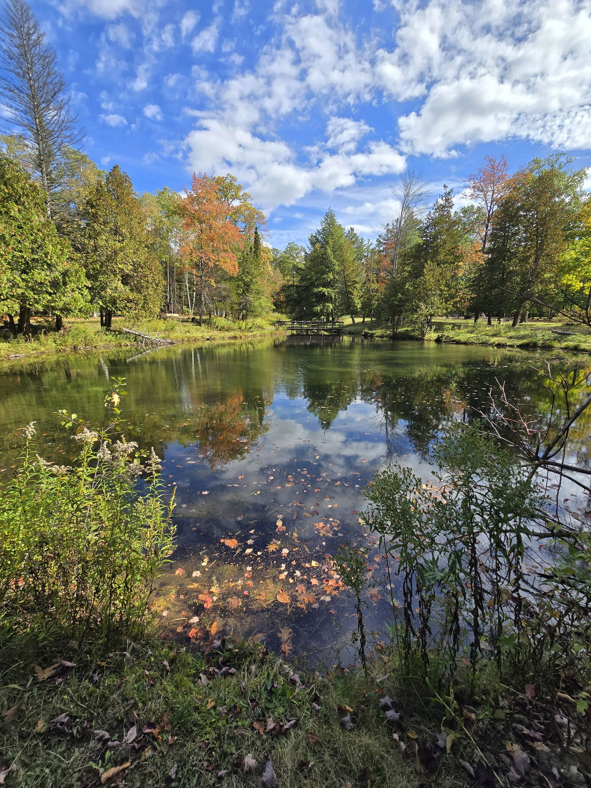 A pond at Springwater Provincial Park.