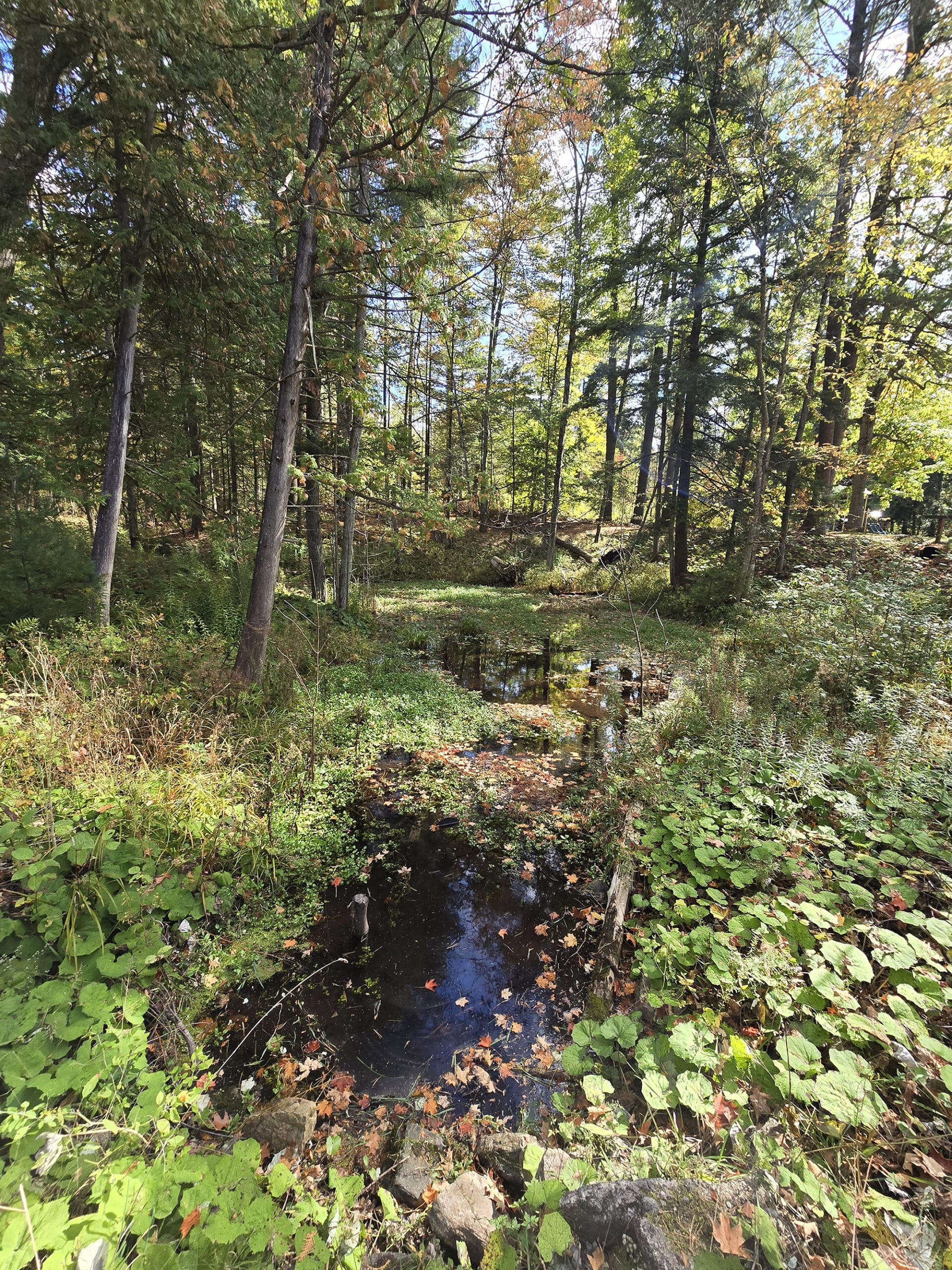 A stream running through Springwater Provincial Park.
