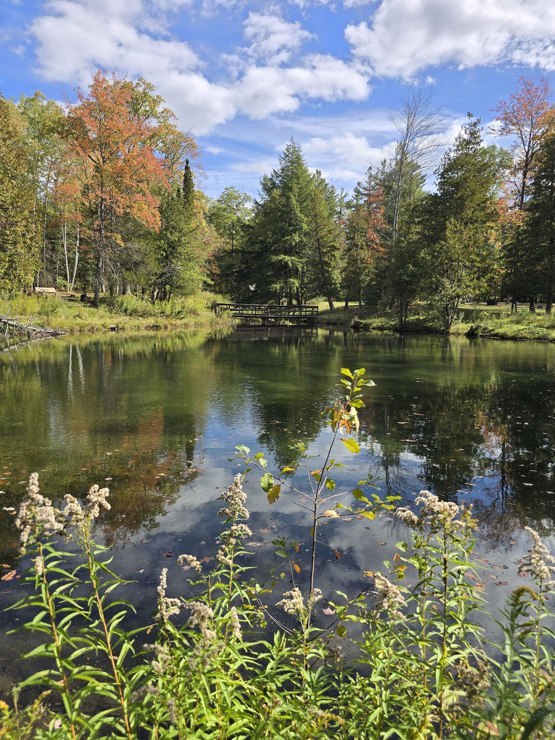 A pond at Springwater Provincial Park.