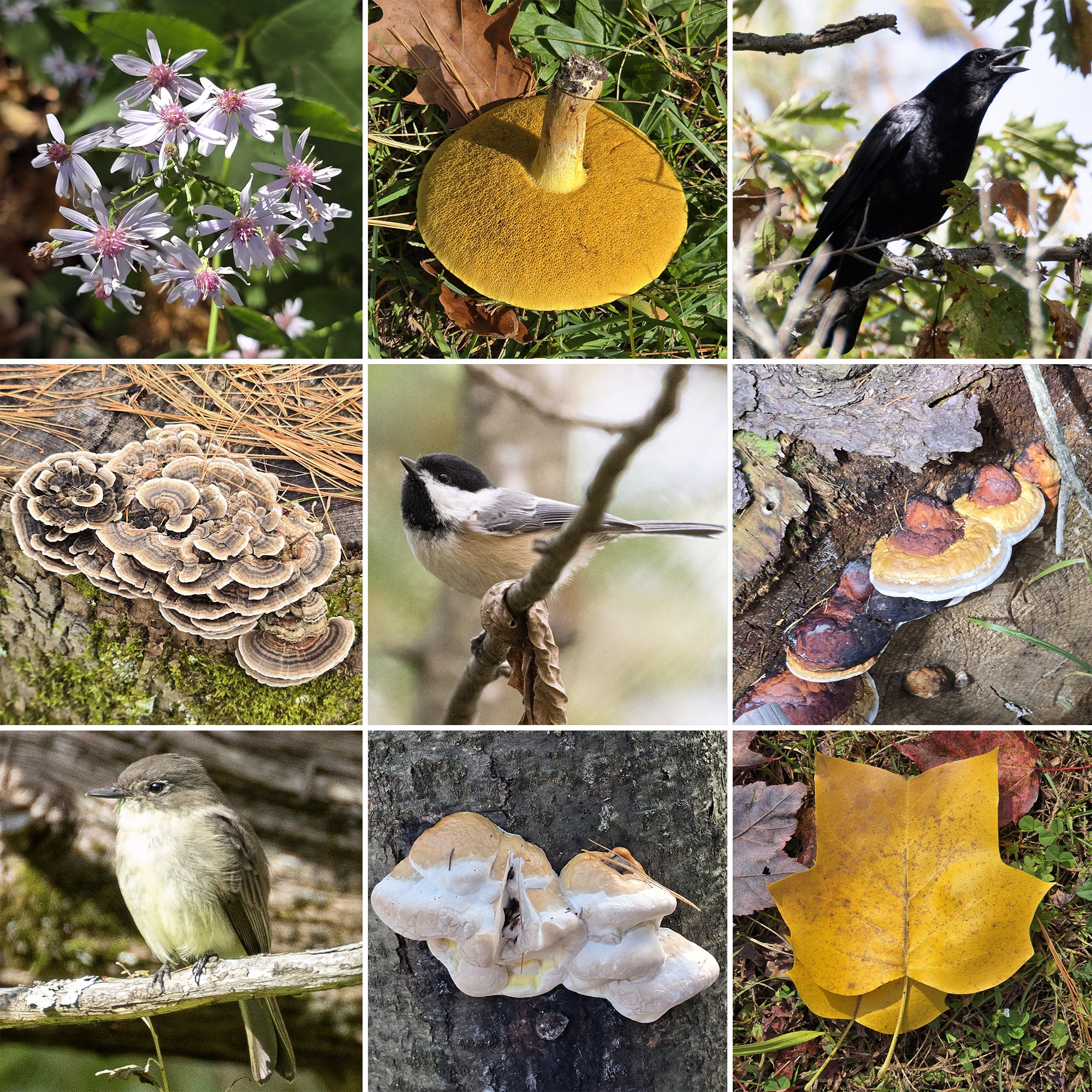 9 part image showing various fungi, birds, and wildflowers.