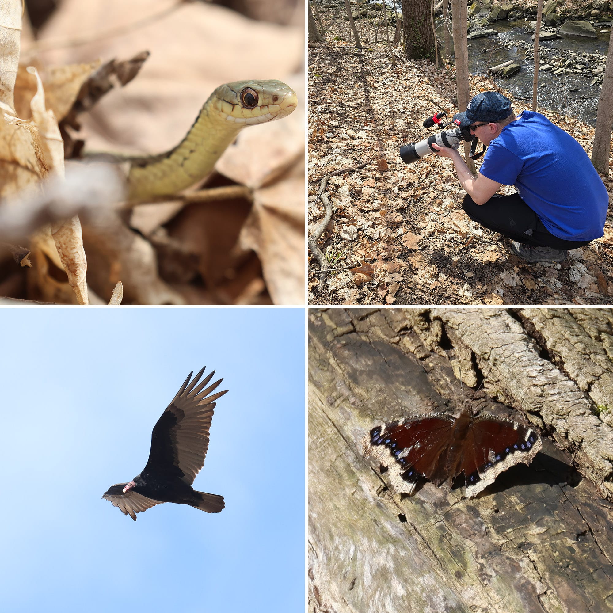 4 part image showing a snake, a man crouched to photograph a snake, a turkey vulture, and a butterfly.
