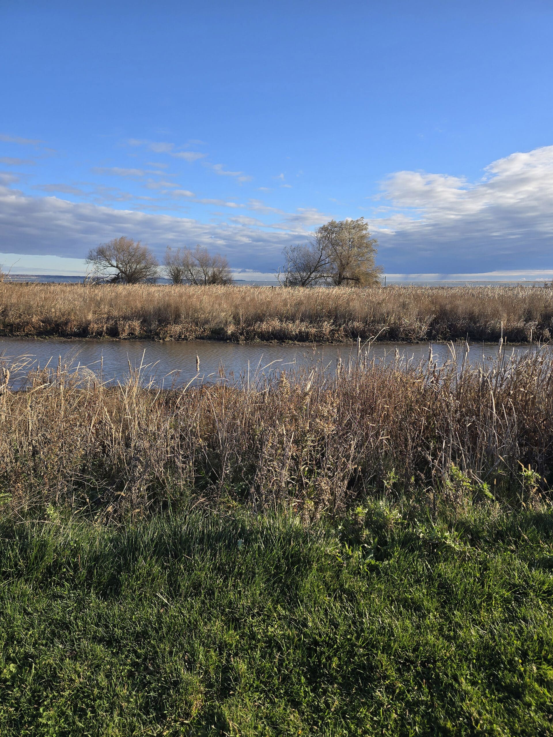 A view over a wetland area at Big Creek National Wildlife Area.