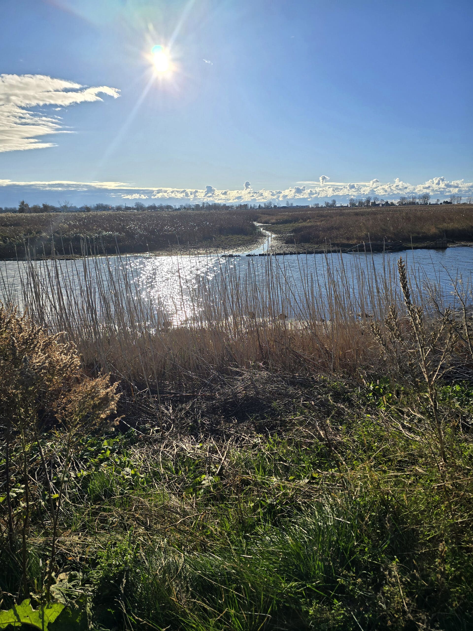 A view over a wetland area at Big Creek National Wildlife Area.