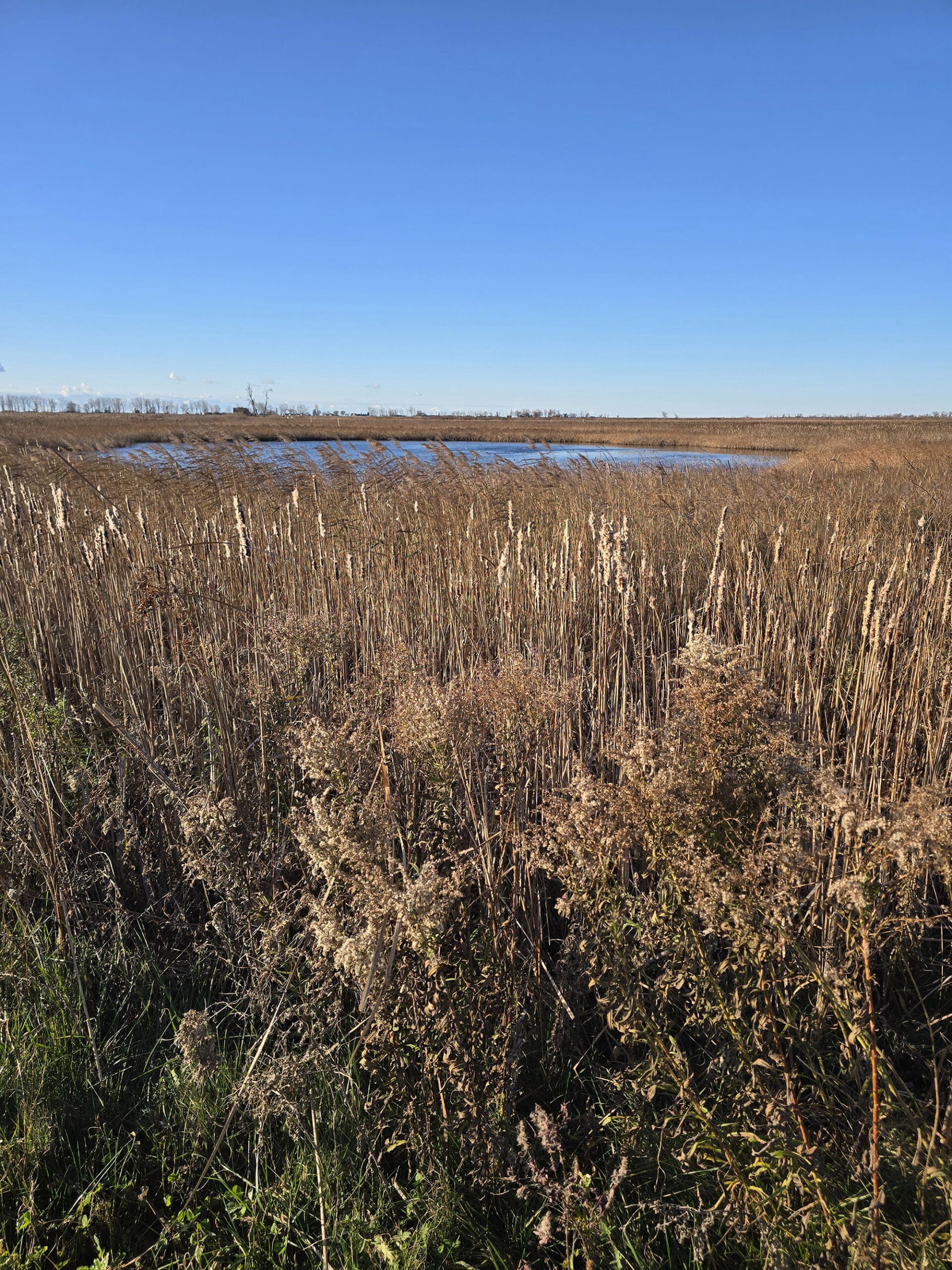 A view over a wetland area at Big Creek National Wildlife Area.