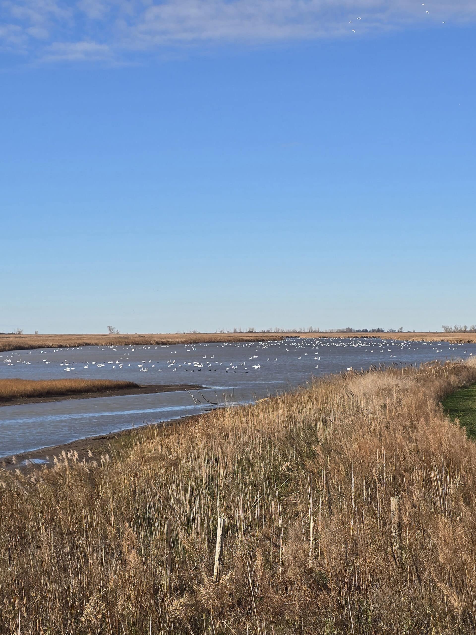 A view over a wetland area at Big Creek National Wildlife Area.