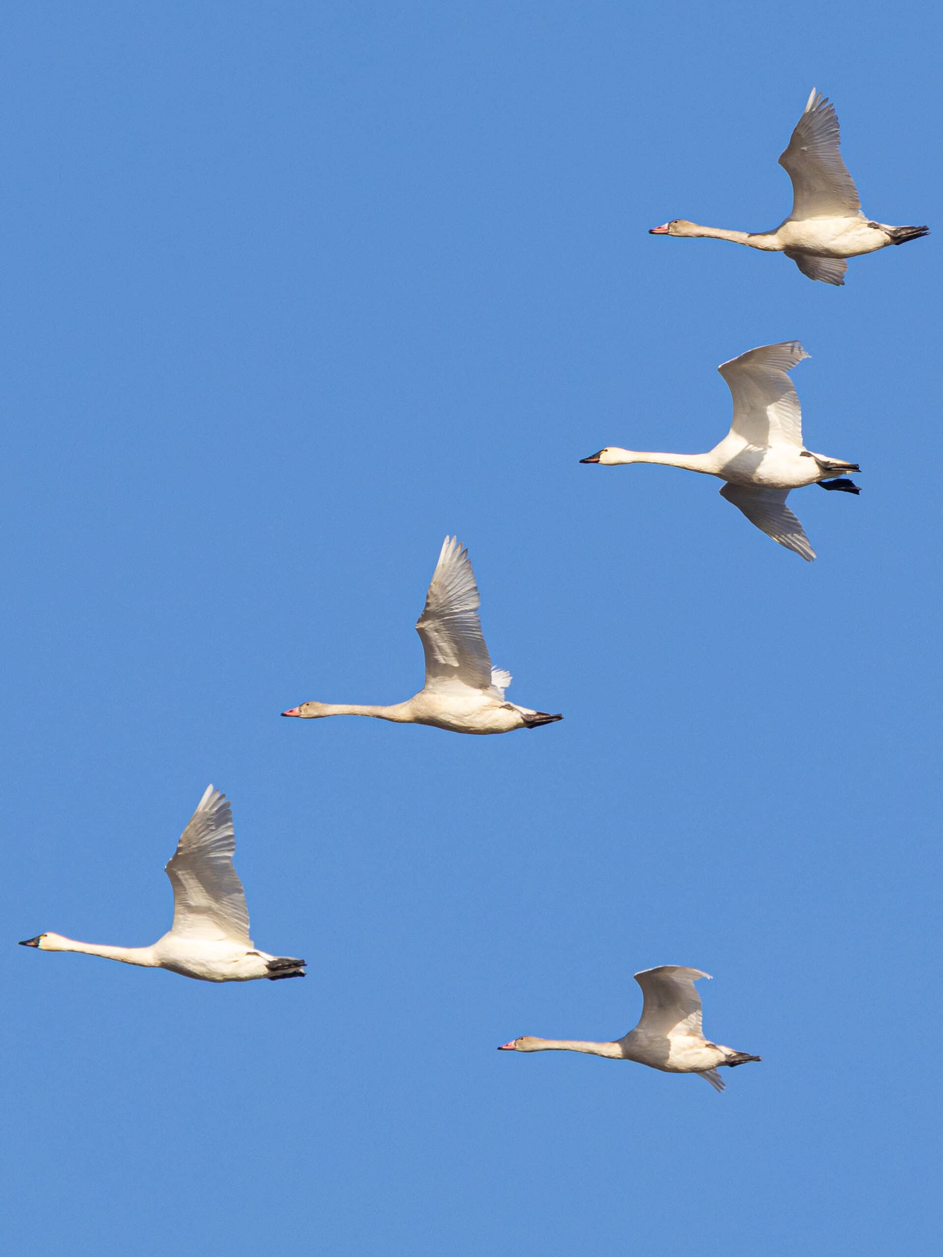An overhead photograph of several tundra swans flying.