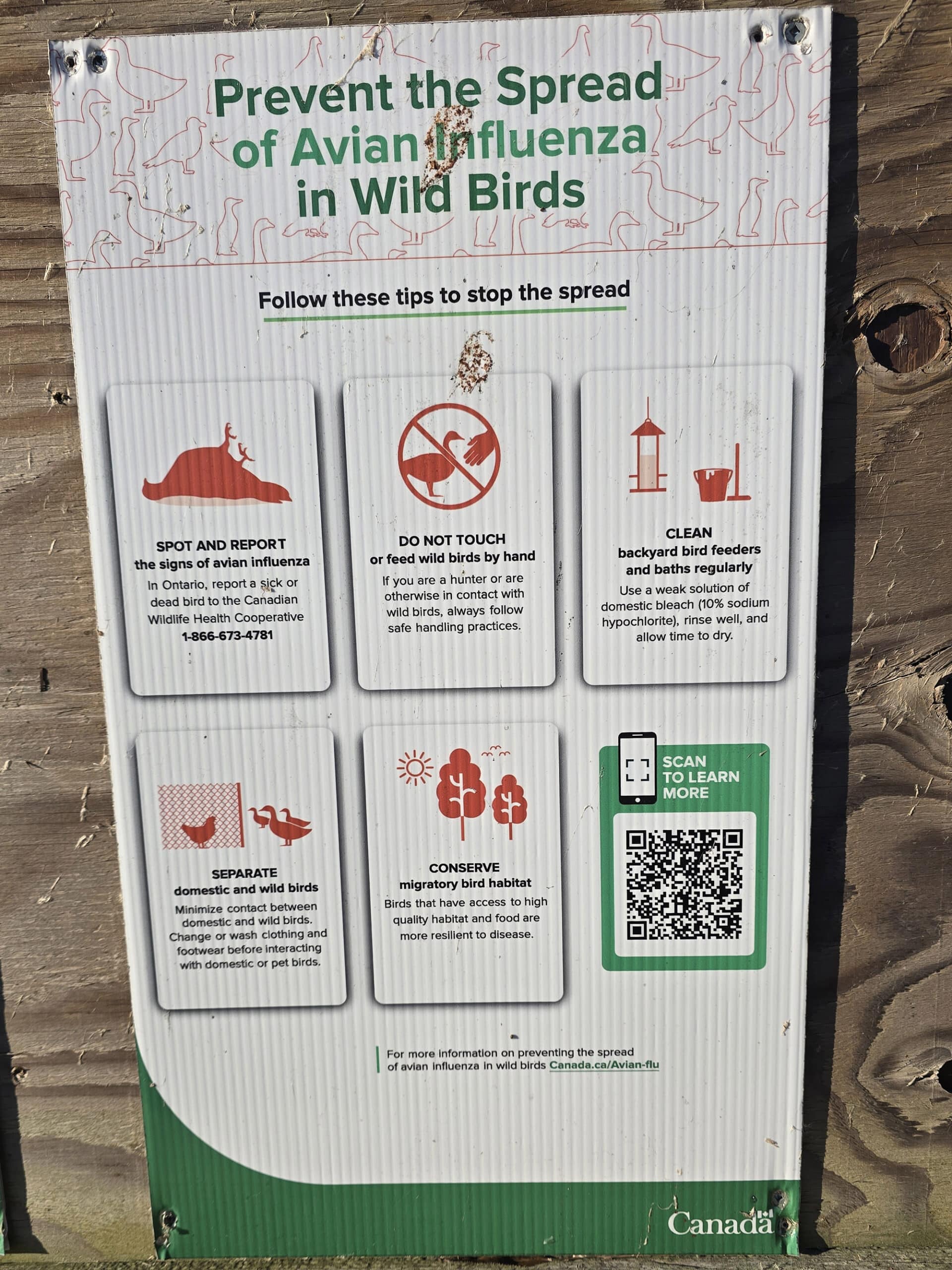 An informational sign warning about avian influenza.