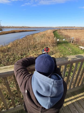 A man photographing tundra swans from a tower at Big Creek National Wildlife Area.